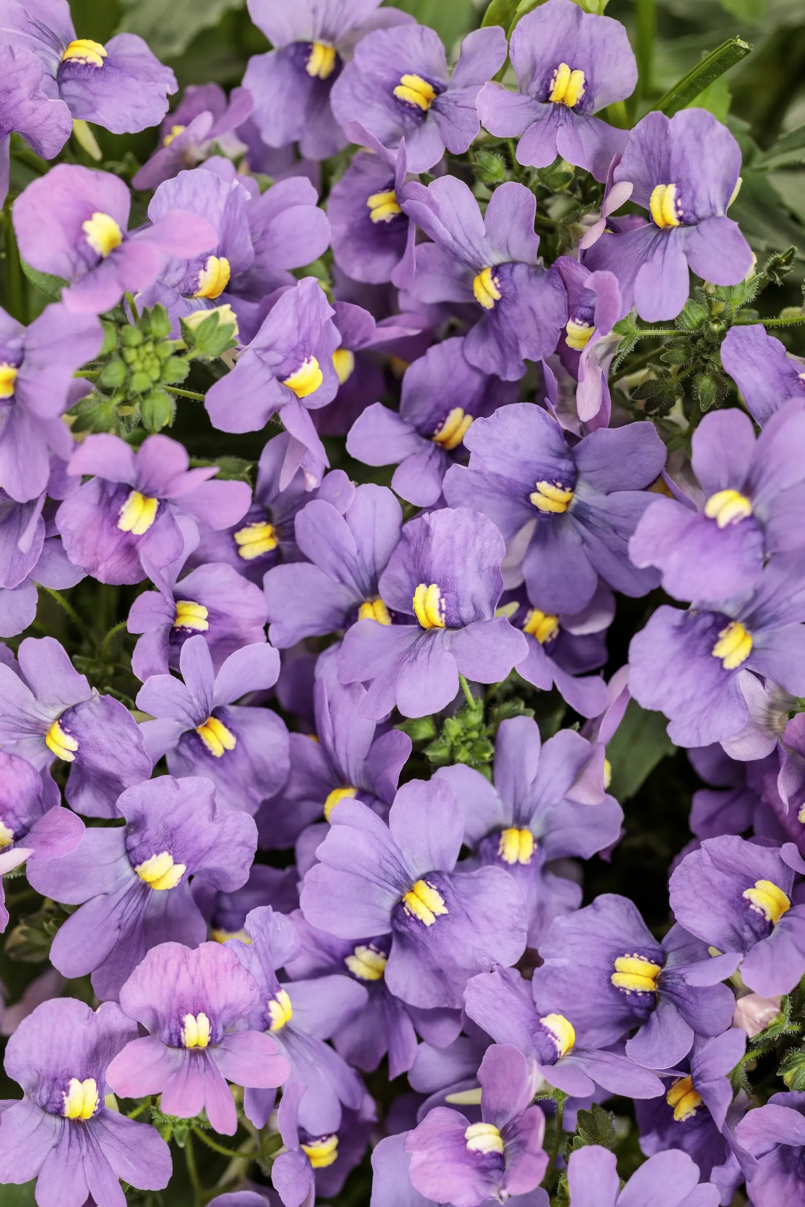 Bluebird II Nemesia (Nemesia fruticans) — softly fragrant blooms above fresh green foliage