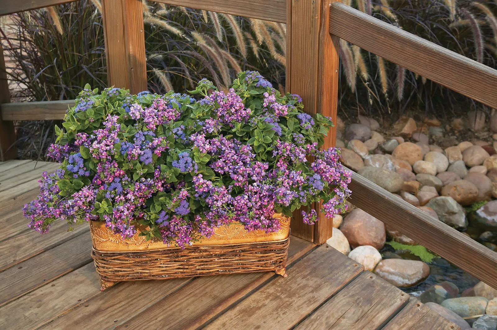 Bluebird II Nemesia (Nemesia fruticans) — Hardy in USDA Zones 8a-10b