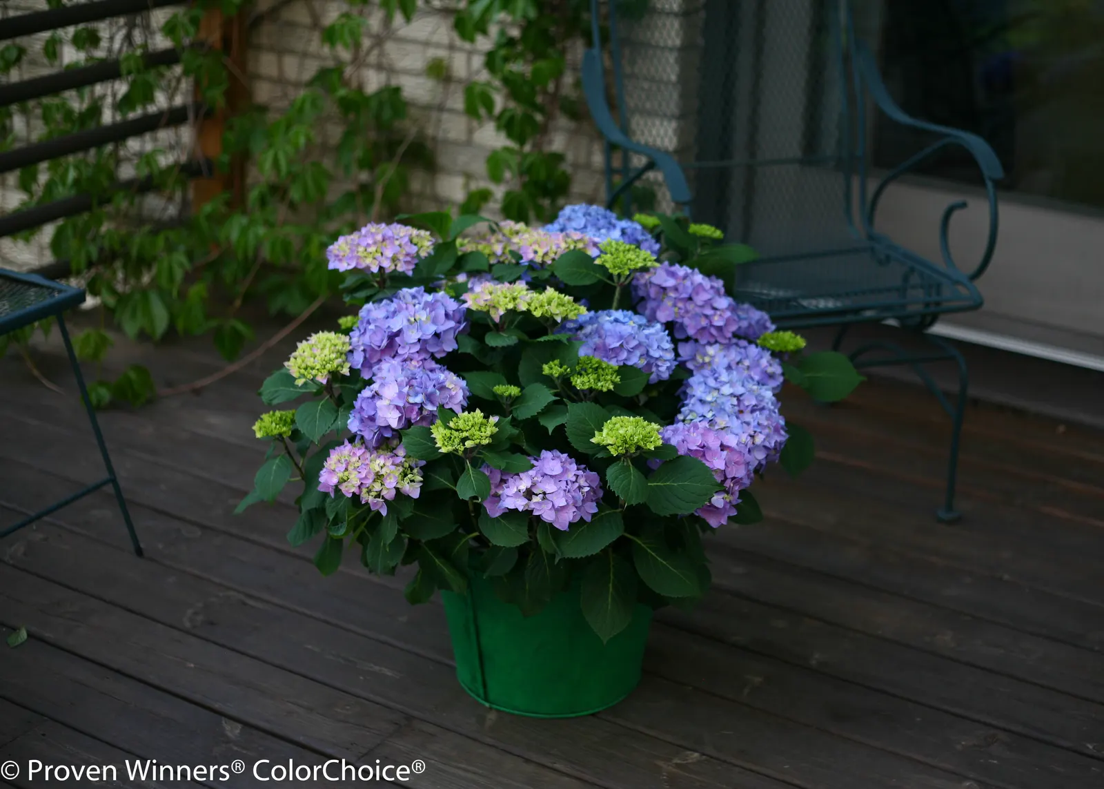 Rhythmic Blue® Reblooming Hydrangea (Hydrangea macrophylla) — This Proven Winners® Rhythmic Blue® selection matures 36-48 inches tall and wide