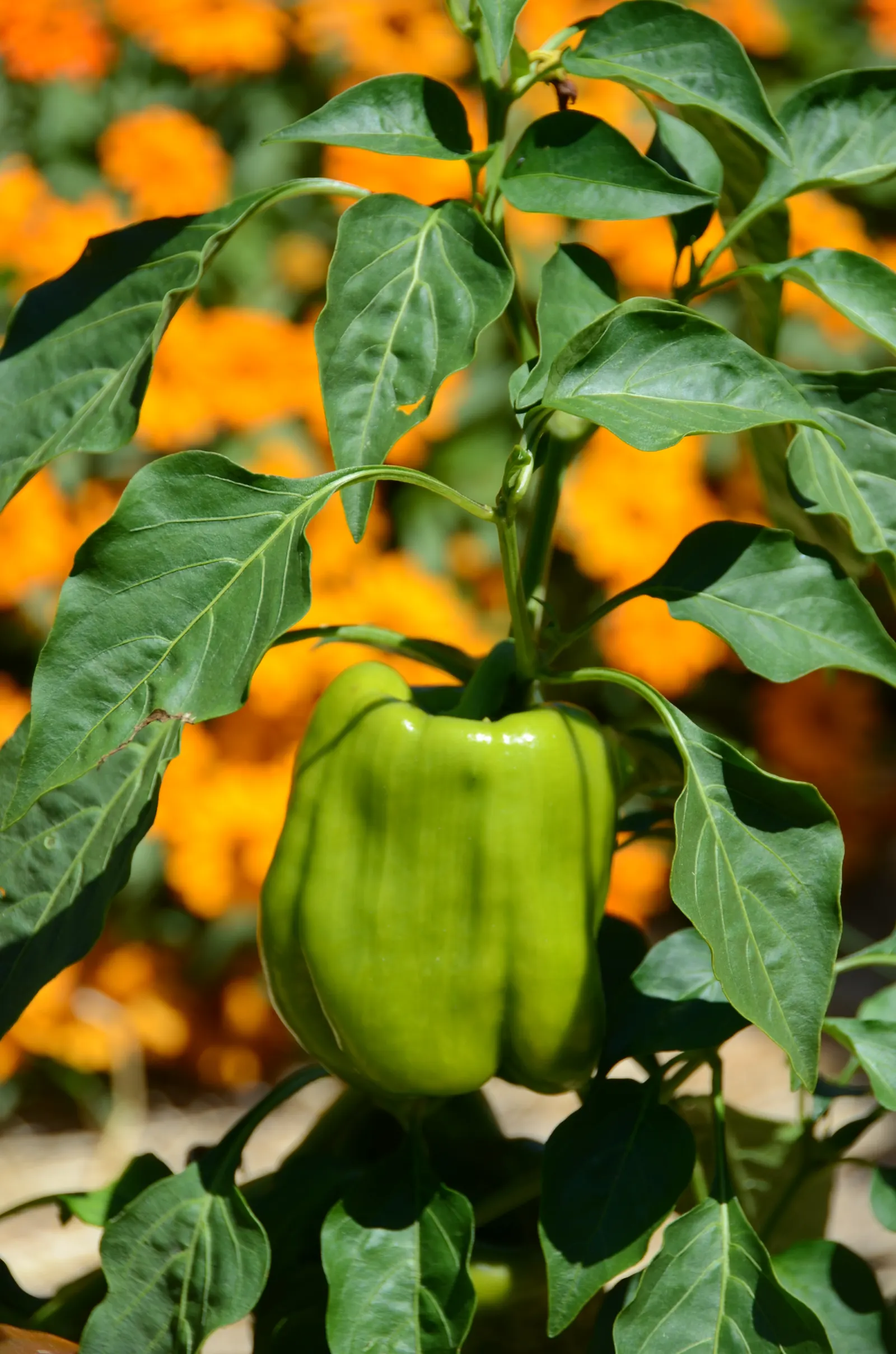 Bell Peppers (Capsicum Annuum 'Bell") — commonly known as Bell Pepper