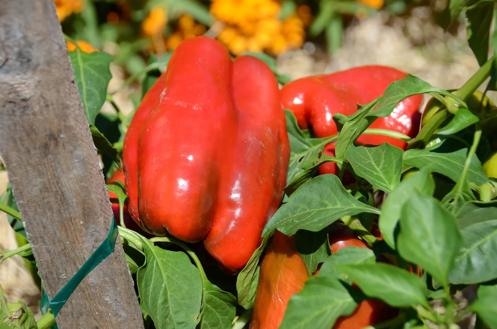 Bell Peppers (Capsicum Annuum 'Bell") — is a versatile and colorful perennial in USDA zones 9-11
