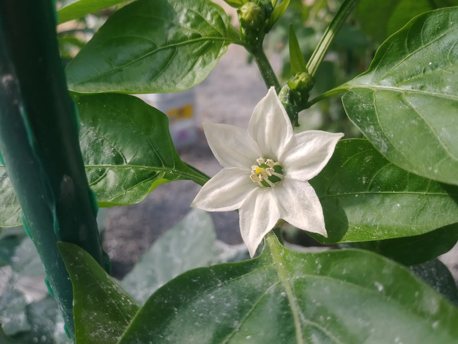Bell Peppers (Capsicum Annuum 'Bell") — treated as an annual in cooler climates
