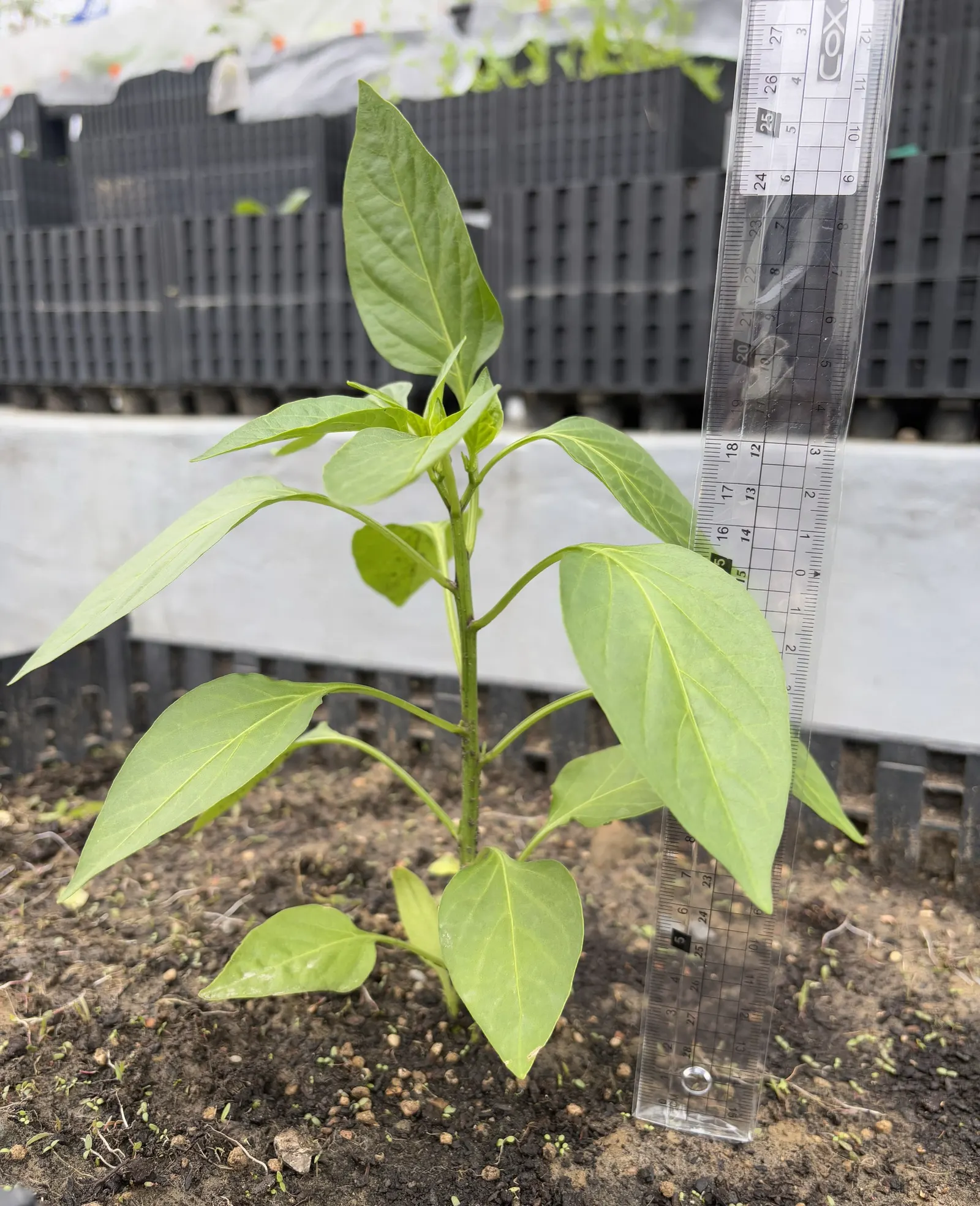 Bell Peppers (Capsicum Annuum 'Bell") — This cultivar reaches up to 2 feet in height and 18 inches in width