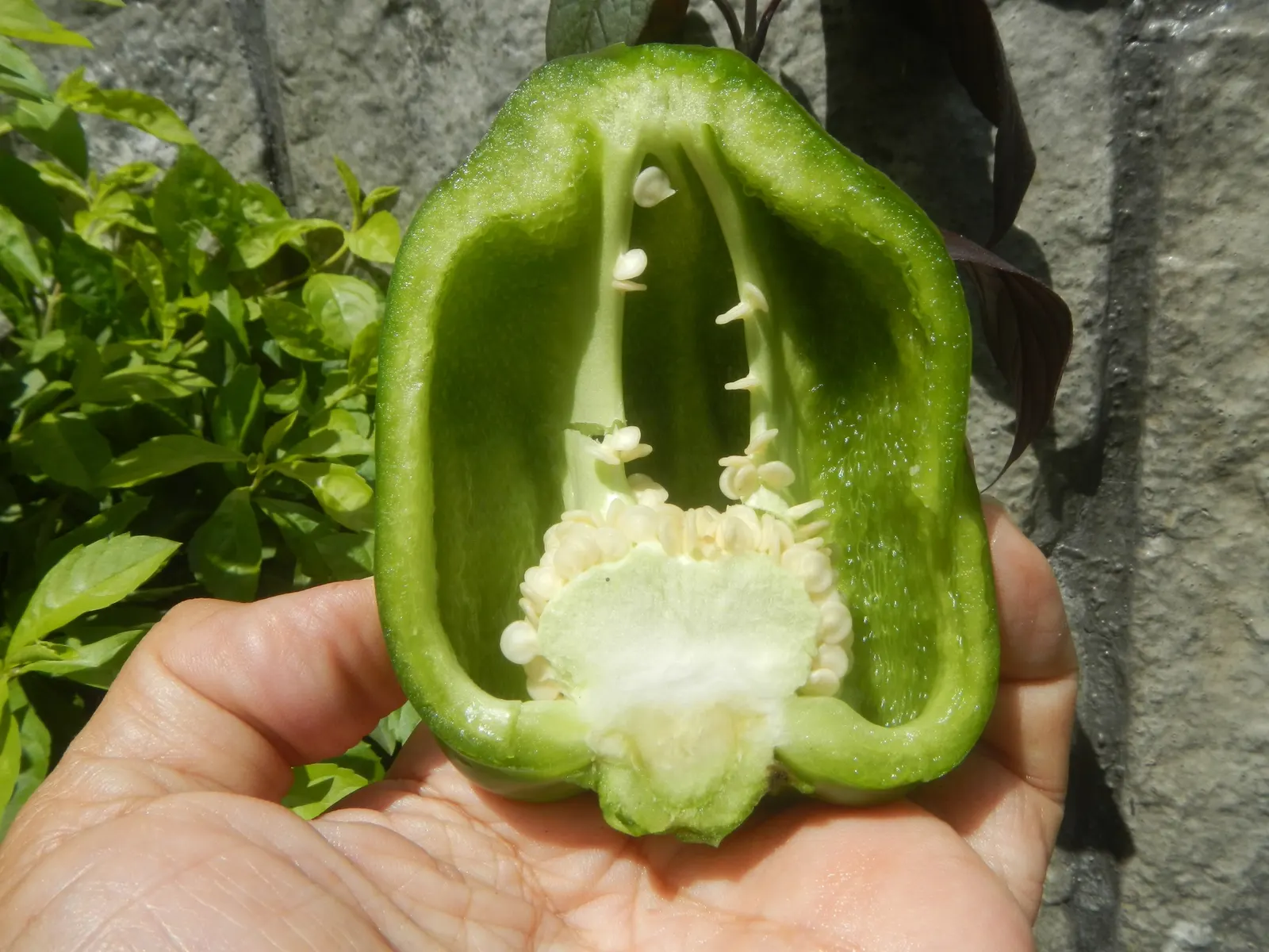 Bell Peppers (Capsicum Annuum 'Bell") — thriving in full sun and well-drained loam