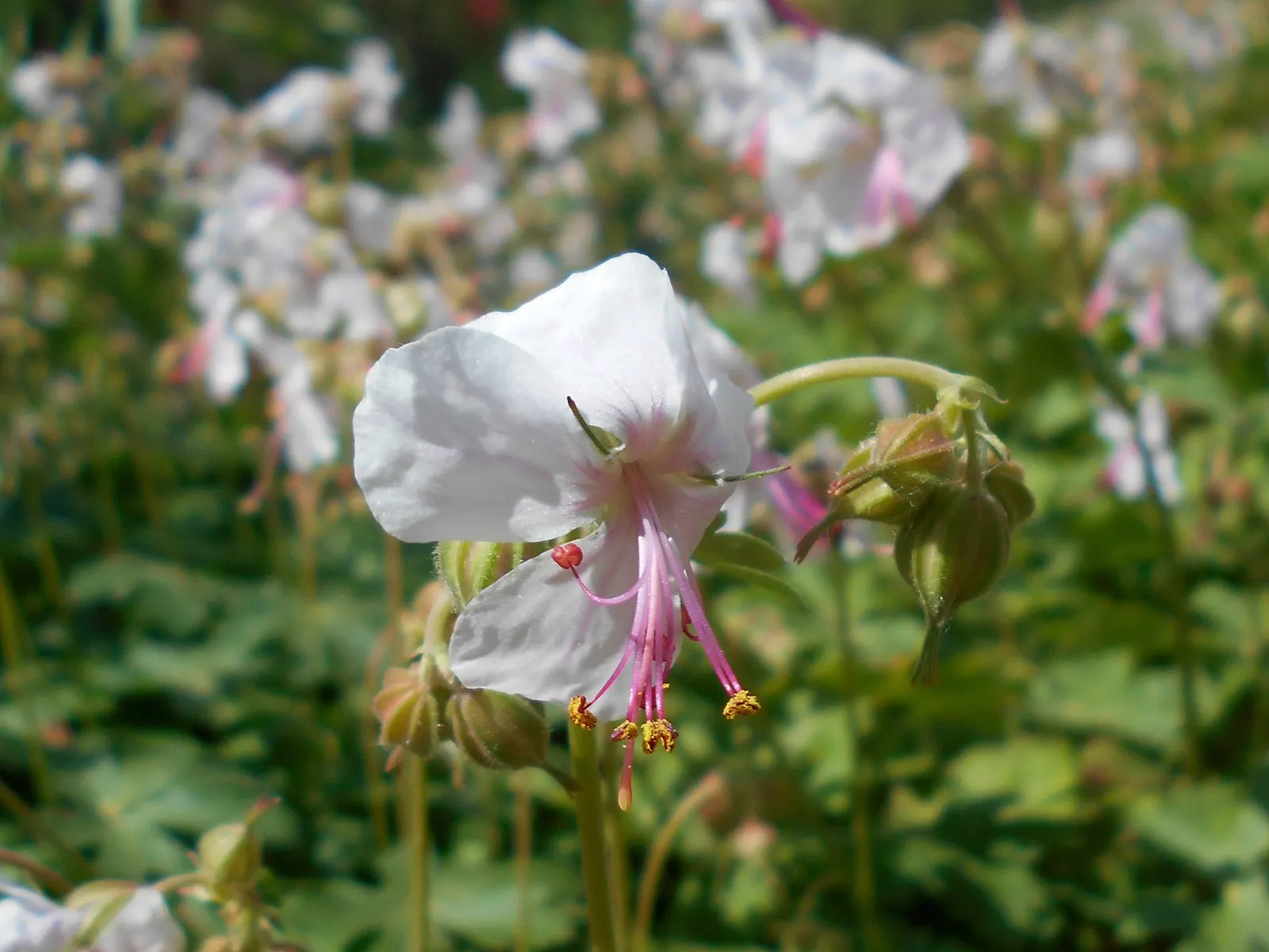 Biokovo Geranium (Geranium X Cantabrigiense 'Biokovo') — infusing charm and color into the client's garden landscape