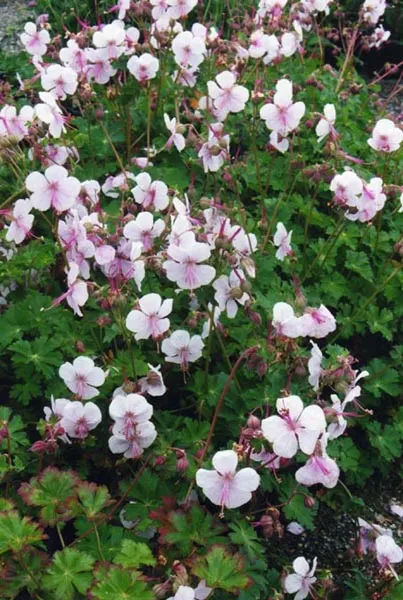 Biokovo Geranium (Geranium X Cantabrigiense 'Biokovo') — Ideal for rock gardens and borders