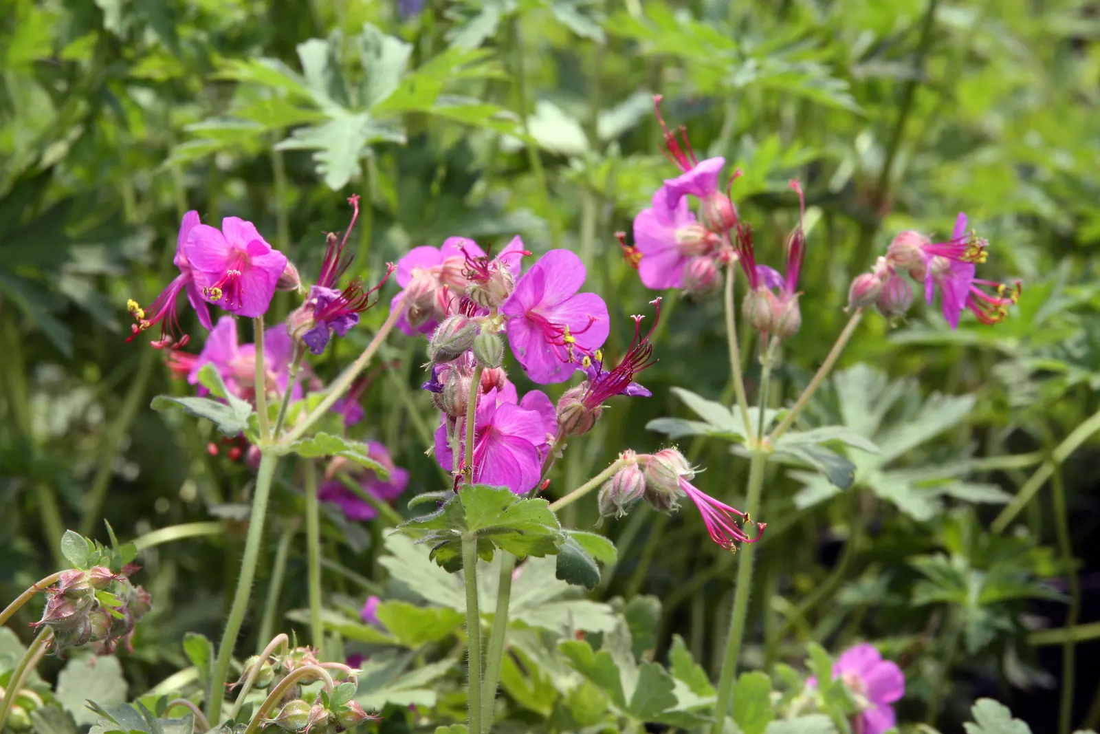 Biokovo Geranium (Geranium X Cantabrigiense 'Biokovo') — This low-maintenance plant prefers full to part sun and well-draining soil; it thrives in USDA zones