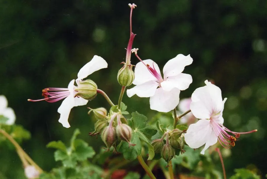 Biokovo Geranium (Geranium X Cantabrigiense 'Biokovo') — Originating from the Biokovo mountains in Croatia