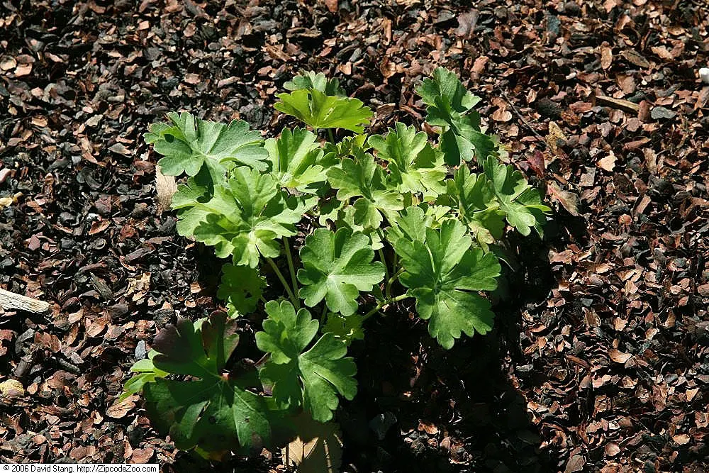Biokovo Geranium (Geranium X Cantabrigiense 'Biokovo') — Geranium x cantabrigiense 'Biokovo' can seamlessly integrate into rock gardens