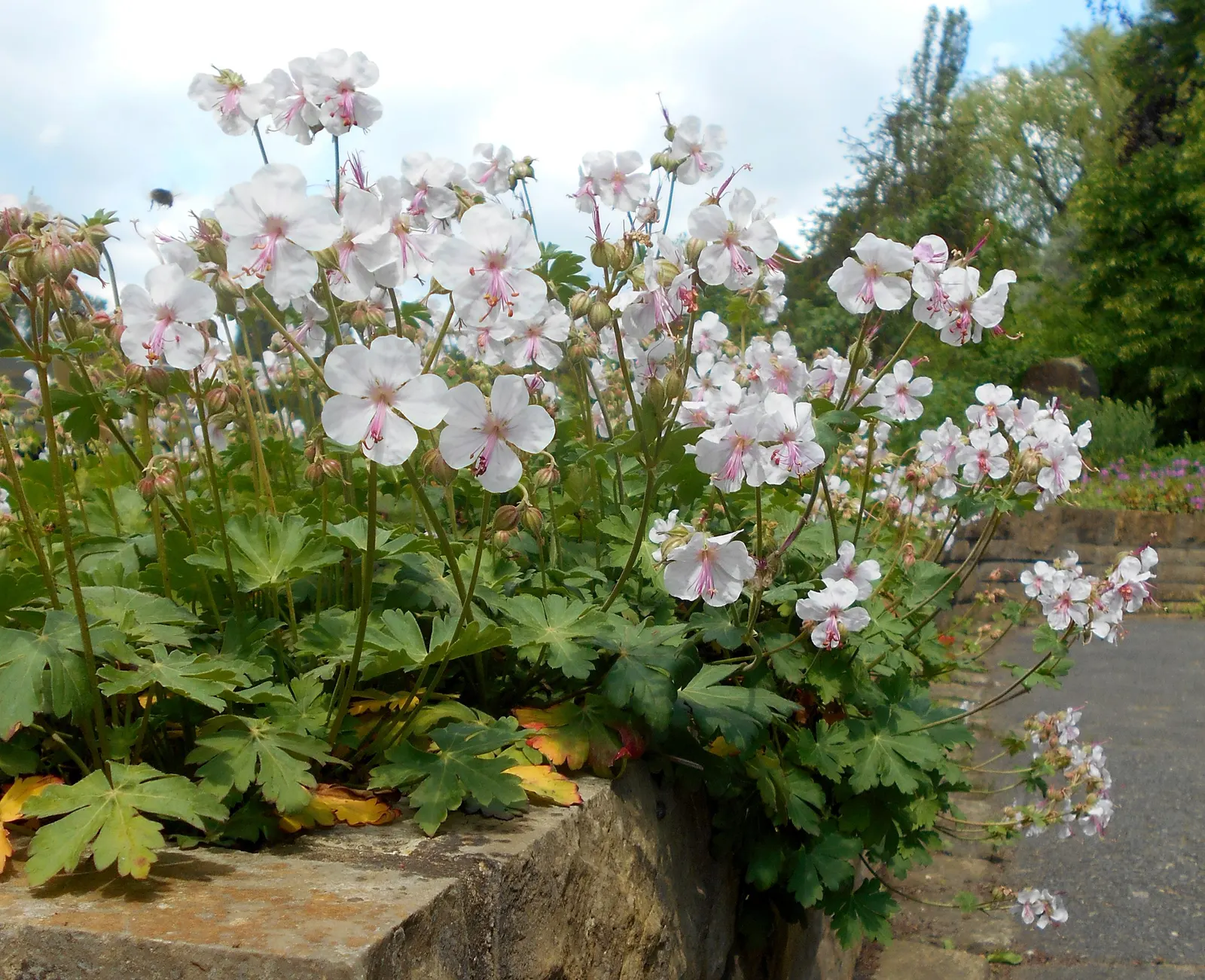 Biokovo Geranium (Geranium X Cantabrigiense 'Biokovo') — While it can tolerate full sun to partial shade