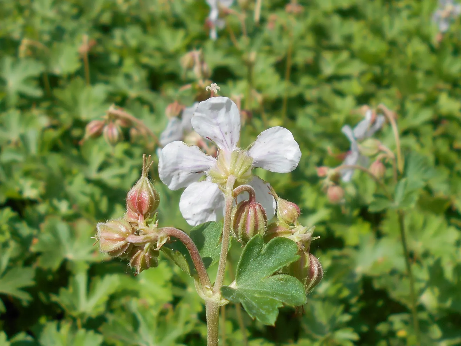 Biokovo Geranium (Geranium X Cantabrigiense 'Biokovo') — is a perennial groundcover featuring fragrant