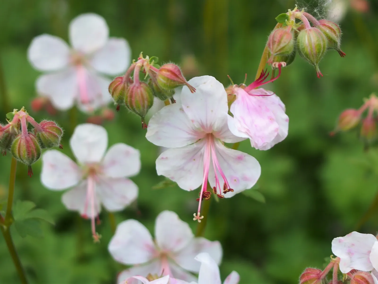 Biokovo Geranium (Geranium X Cantabrigiense 'Biokovo') — making it an exceptional choice for a diverse range of landscape designs; lacy foliage and delicate