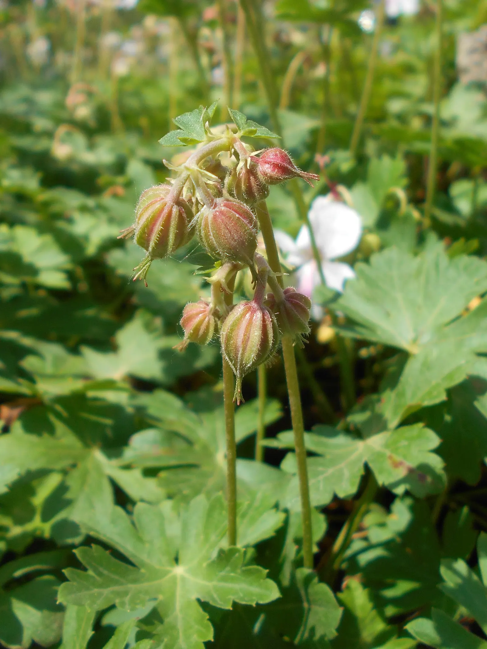 Biokovo Geranium (Geranium X Cantabrigiense 'Biokovo') — providing afternoon shade will help preserve the vibrancy of the leaves and flowers