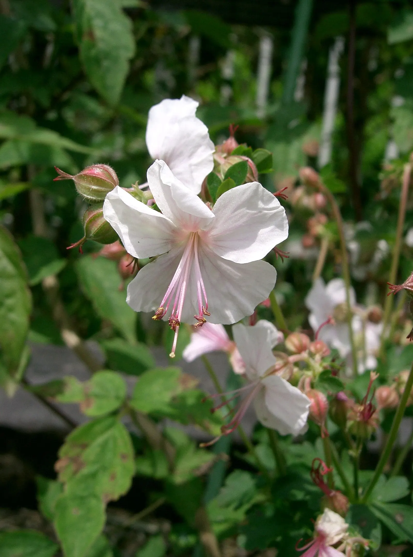 Biokovo Geranium (Geranium X Cantabrigiense 'Biokovo') — pale pink flowers with prominent stamens that hover over fragrant; is a perennial groundcover