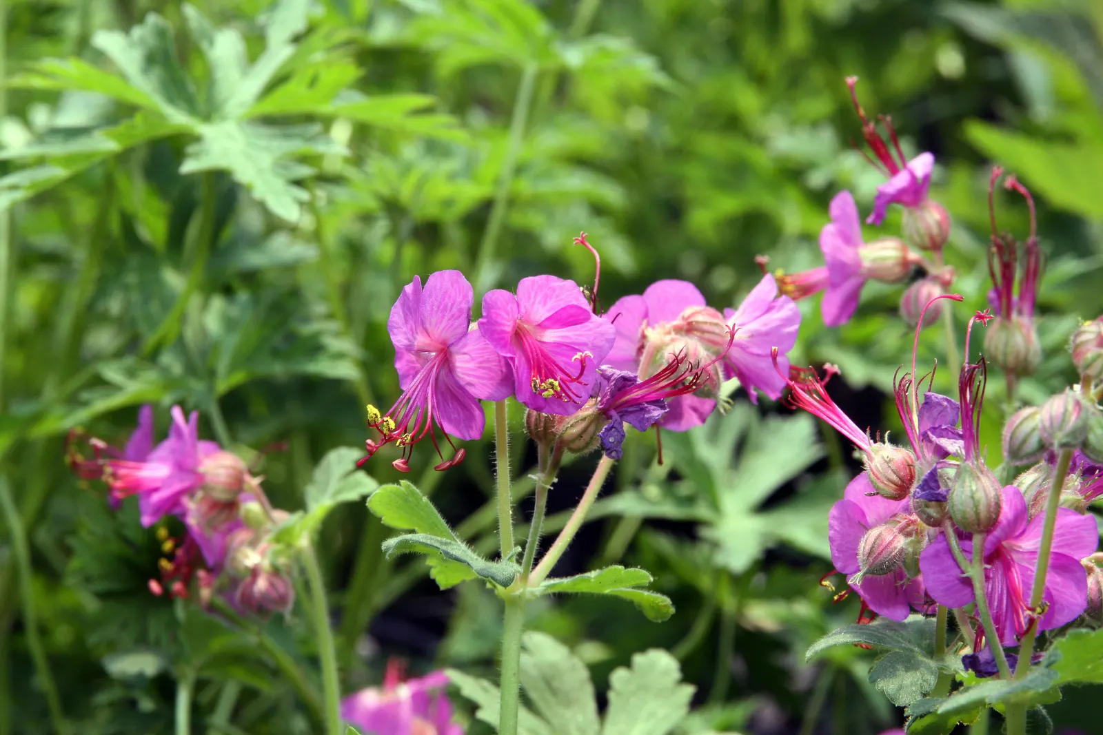 Biokovo Geranium (Geranium X Cantabrigiense 'Biokovo') — pink flowers in the garden