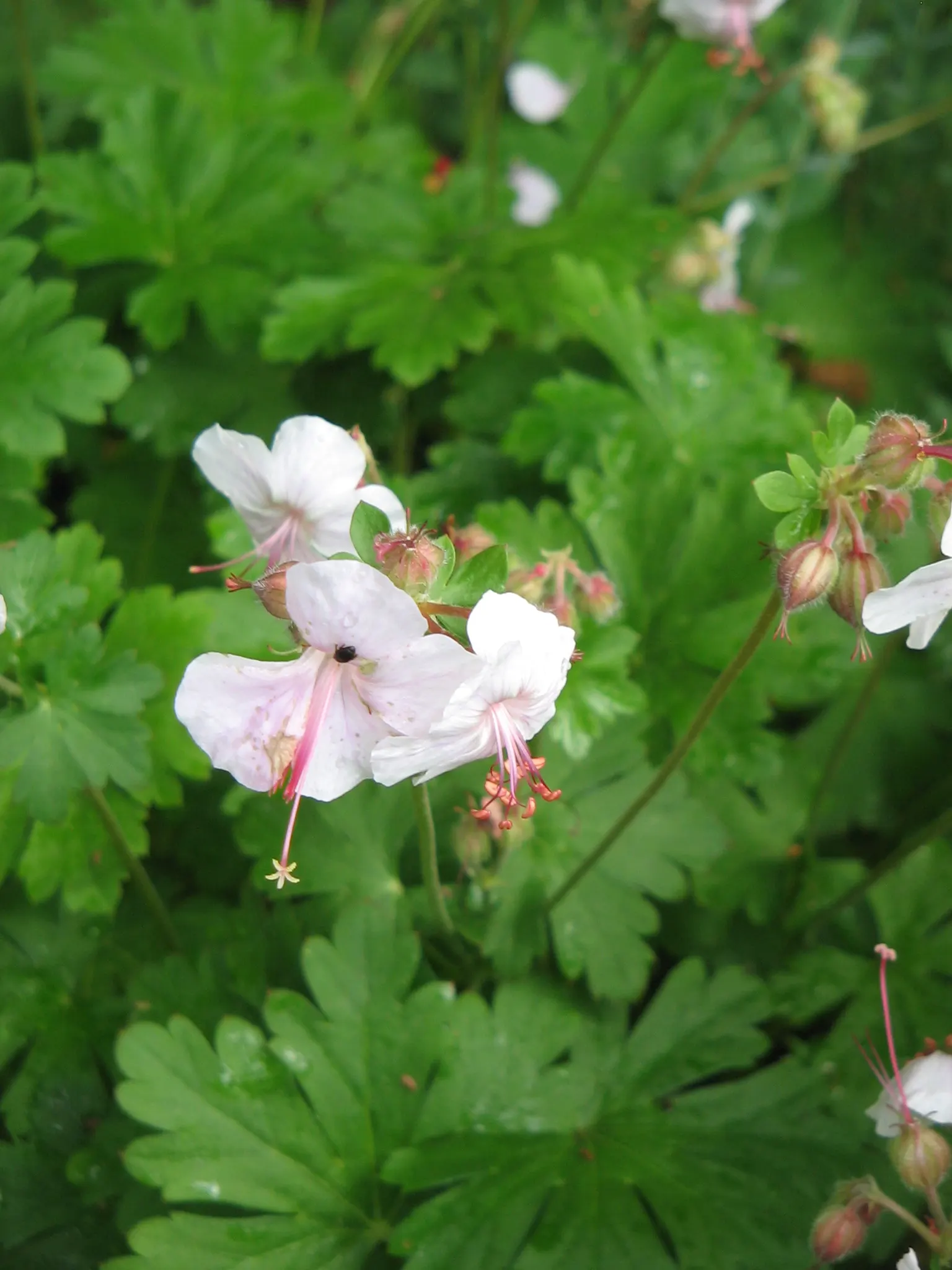 Biokovo Geranium (Geranium X Cantabrigiense 'Biokovo') — deeply lobed and slightly serrated; originating from the Biokovo mountains in Croatia