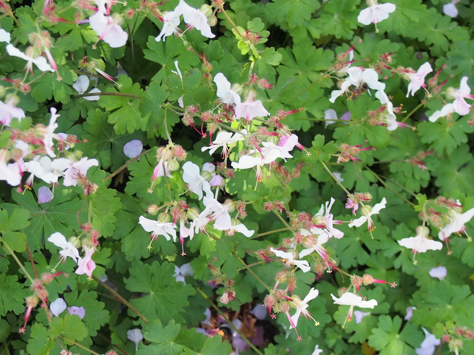 Biokovo Geranium (Geranium X Cantabrigiense 'Biokovo') — present in rich green tones that often transition to subtle hues of red and burnished bronze in the