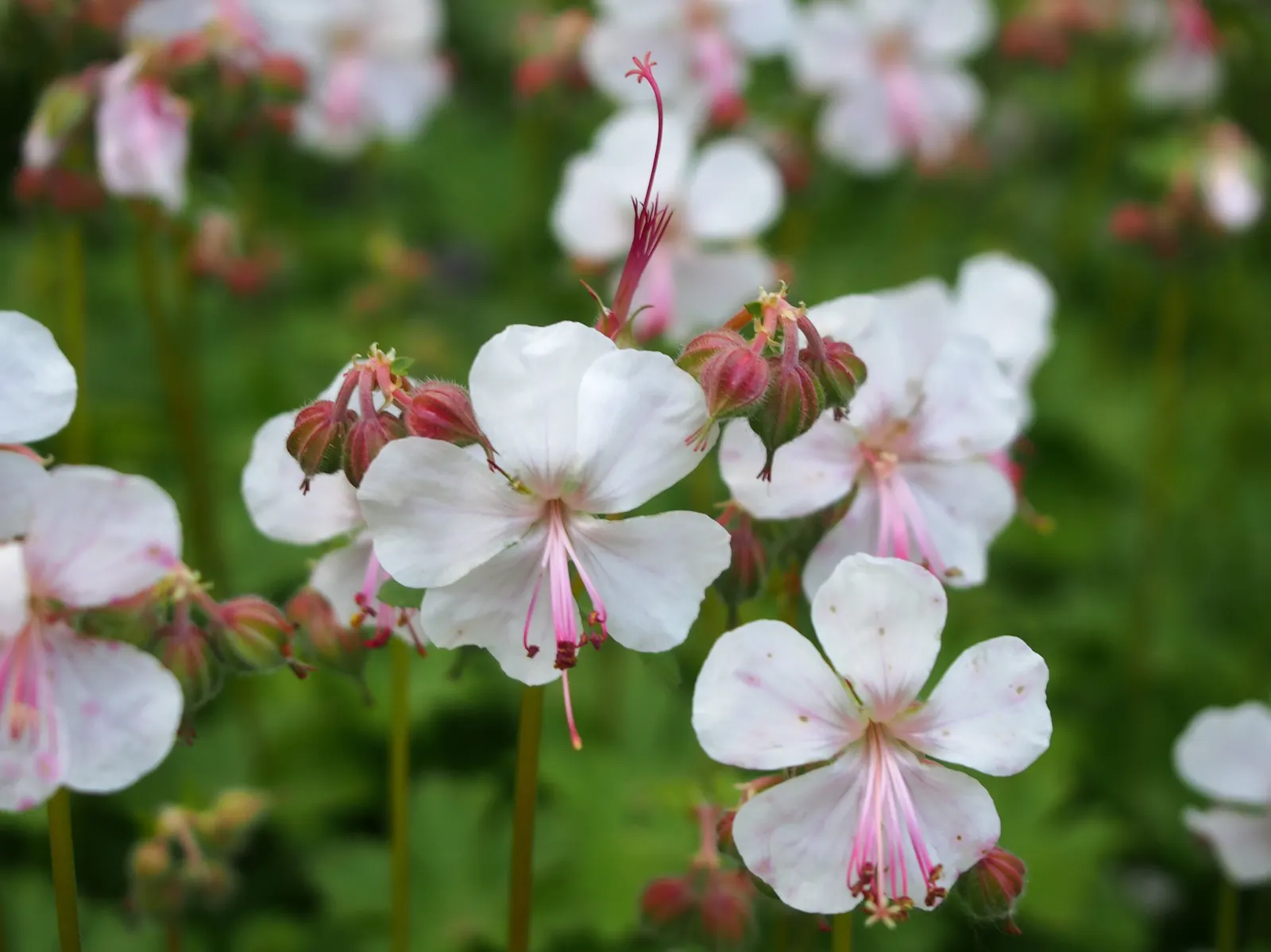 Biokovo Geranium (Geranium X Cantabrigiense 'Biokovo') — lacy foliage and delicate pink-tinged white blossoms in late spring to early summer; deeply lobed and