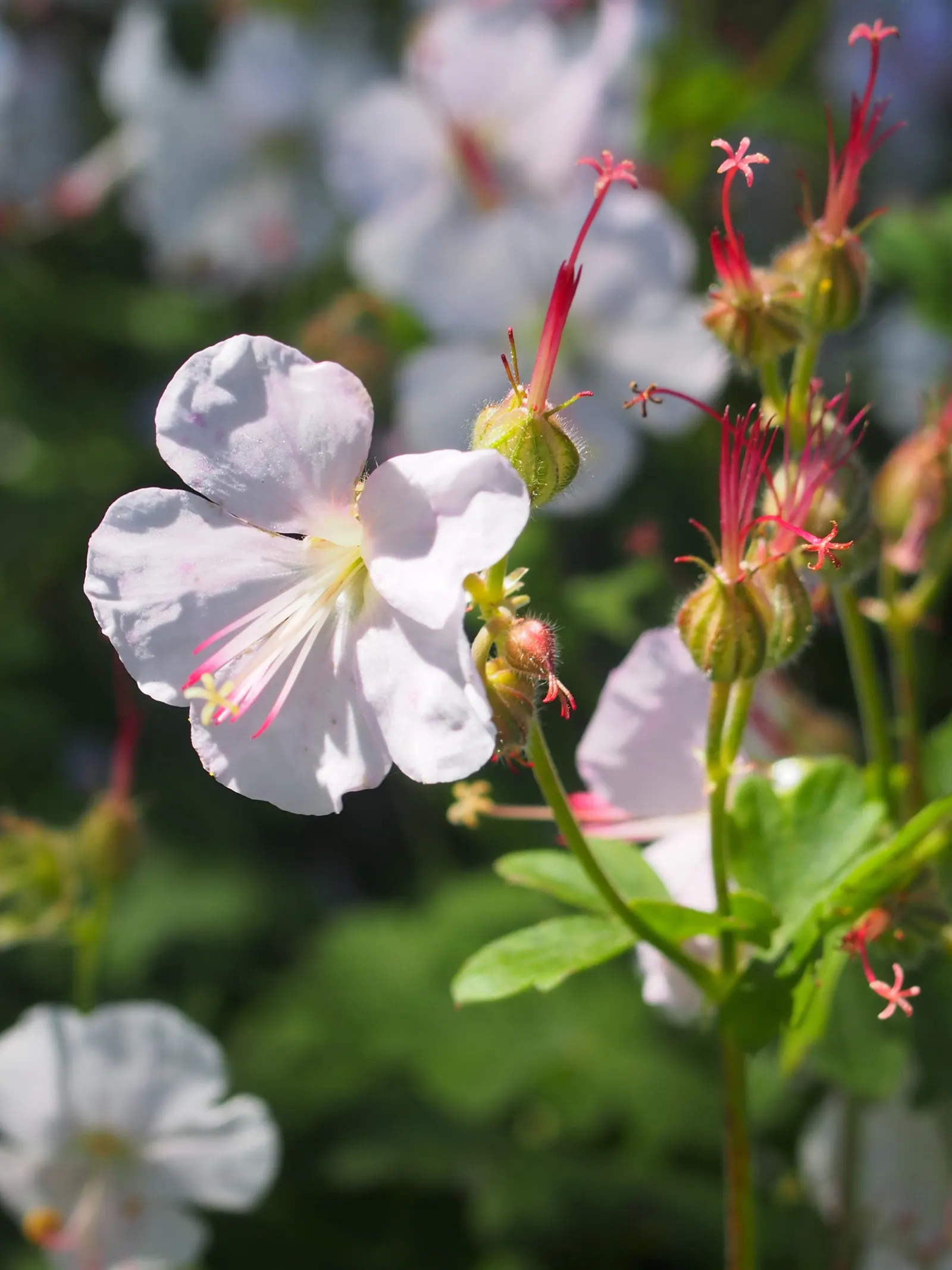 Biokovo Geranium (Geranium X Cantabrigiense 'Biokovo') — lacy foliage and delicate pink-tinged white blossoms in late spring to early summer