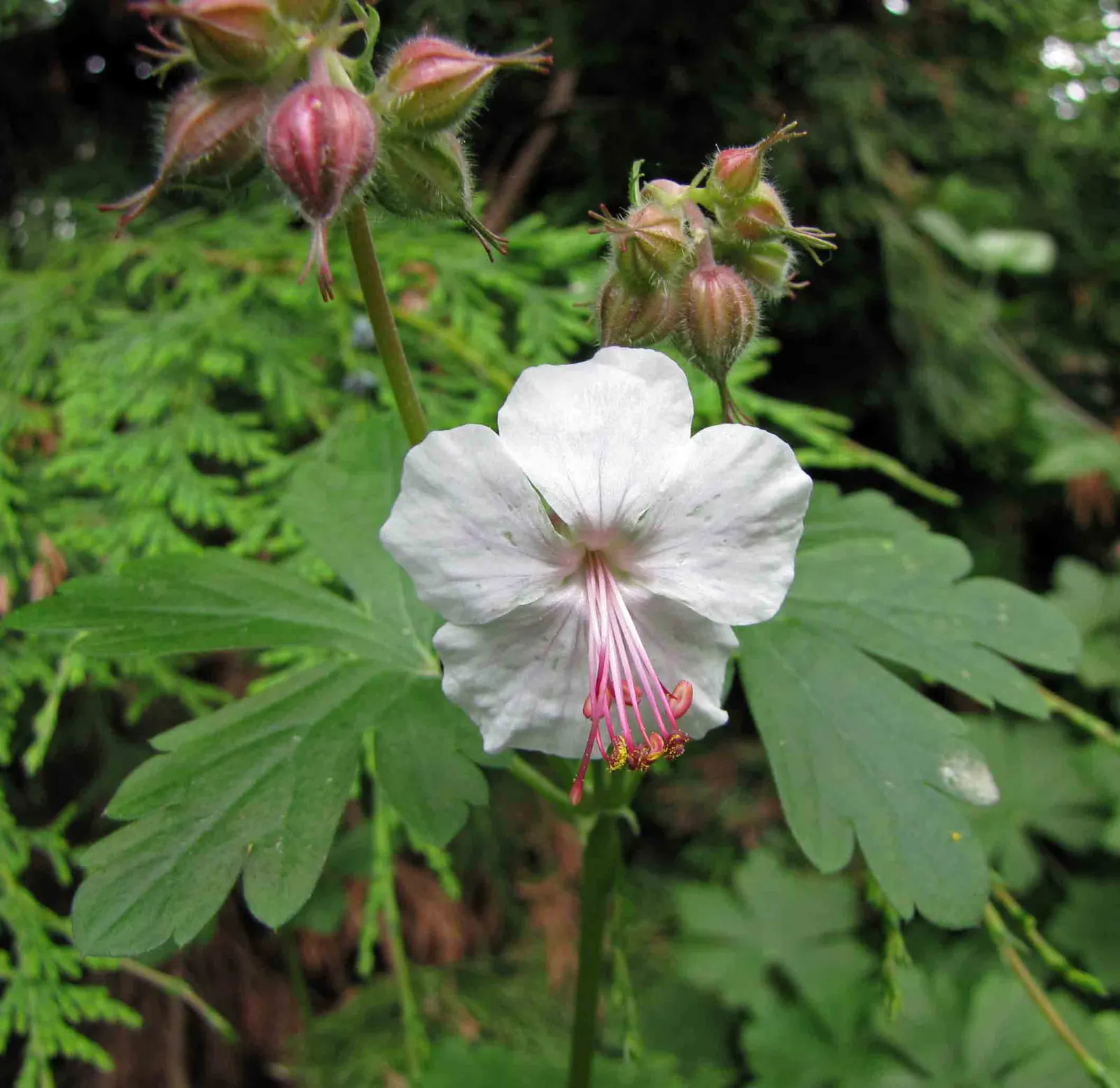 Biokovo Geranium (Geranium X Cantabrigiense 'Biokovo') — offering excellent drought tolerance once established