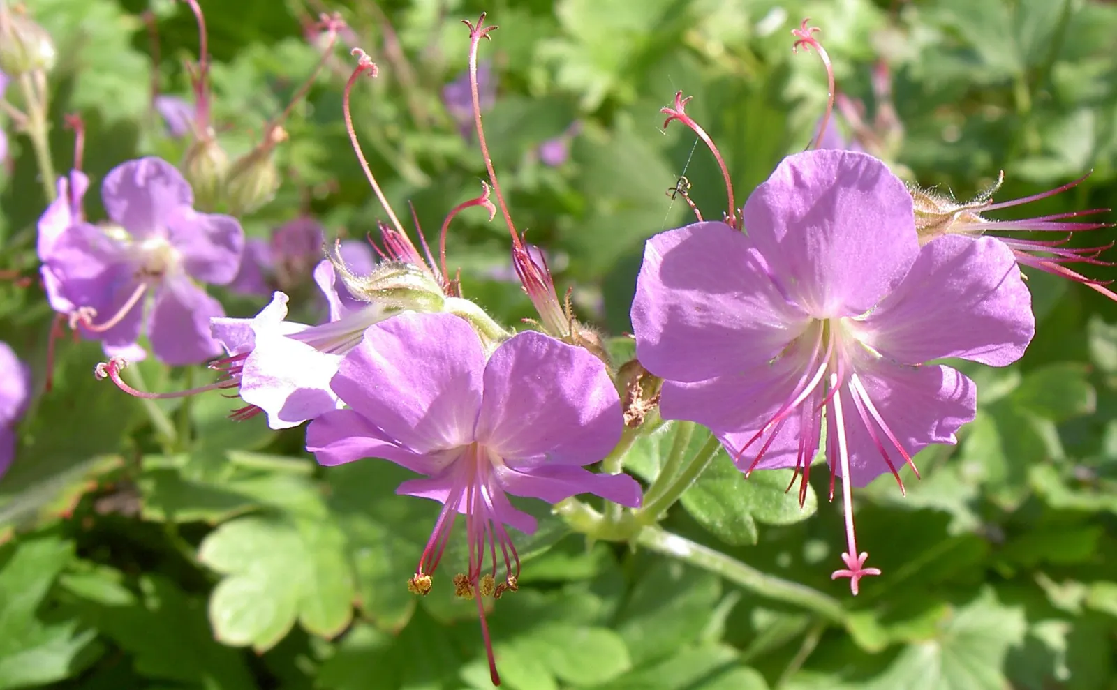 Biokovo Geranium (Geranium X Cantabrigiense 'Biokovo') — ground cover / perennial for full or half