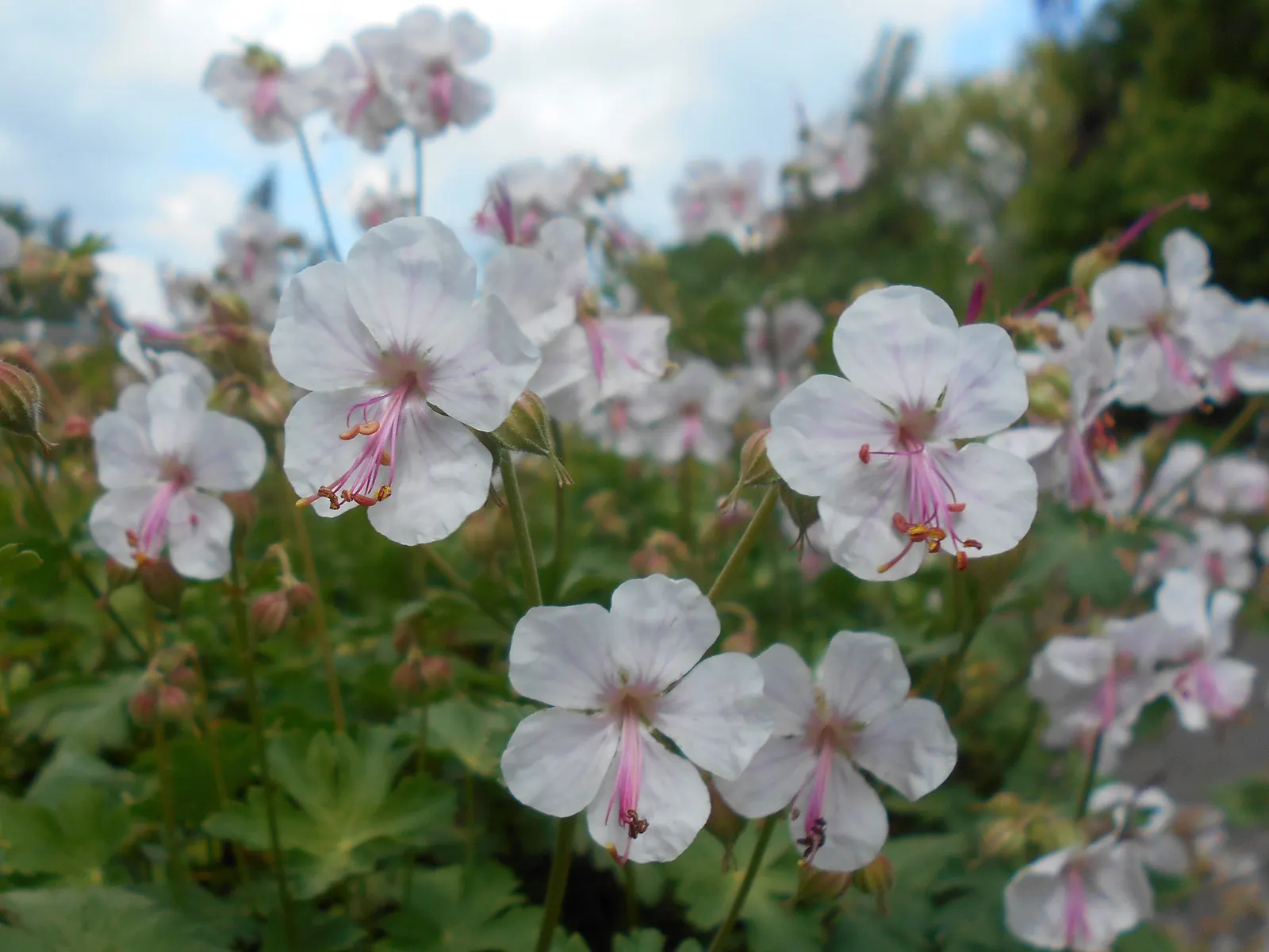 Biokovo Geranium (Geranium X Cantabrigiense 'Biokovo') — deeply lobed and slightly serrated