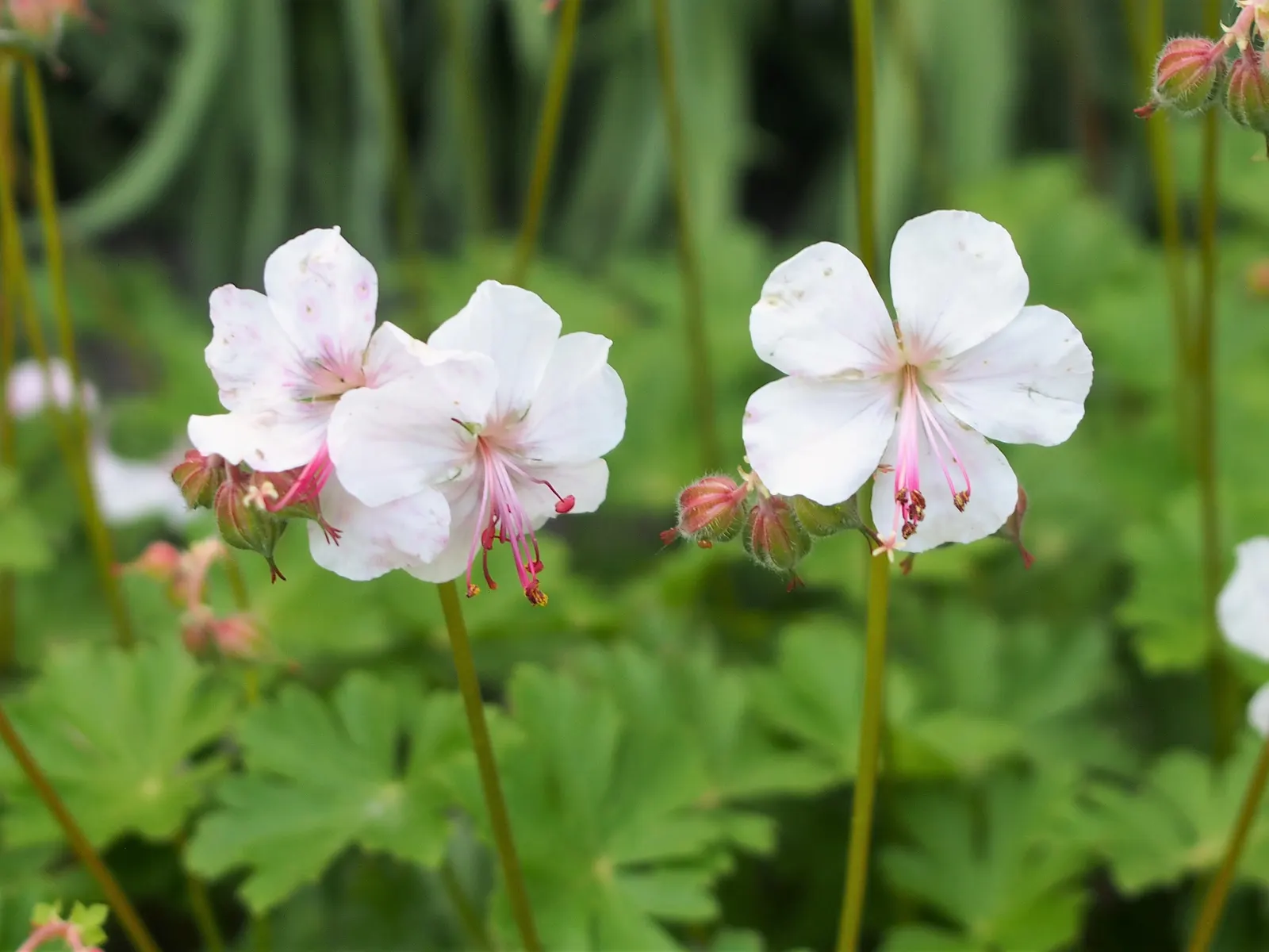 Biokovo Geranium (Geranium X Cantabrigiense 'Biokovo') — this hybrid showcases a compact growth habit; the Biokovo Geranium is drought-tolerant once established