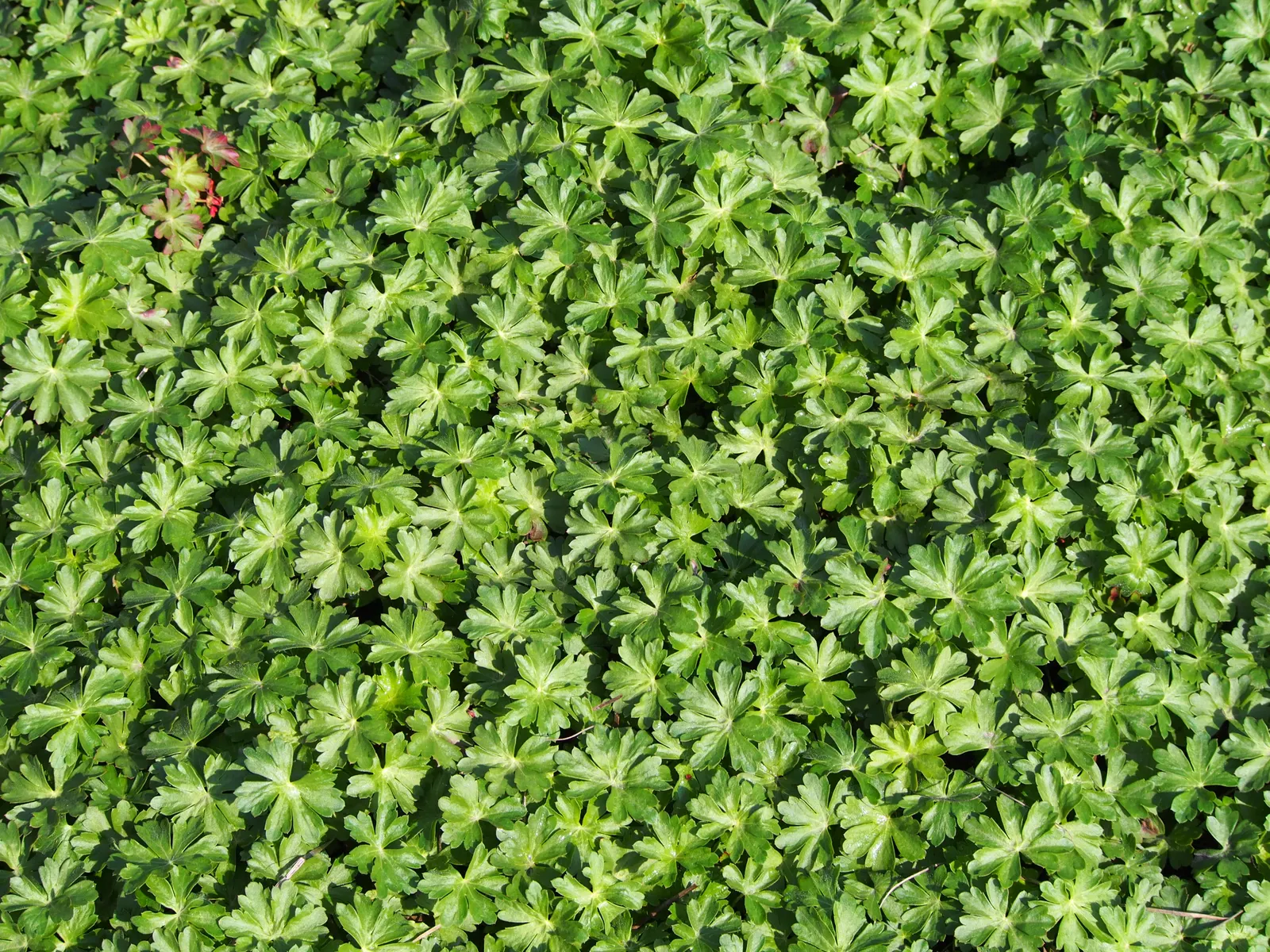 Biokovo Geranium (Geranium X Cantabrigiense 'Biokovo') — the Biokovo Geranium is drought-tolerant once established