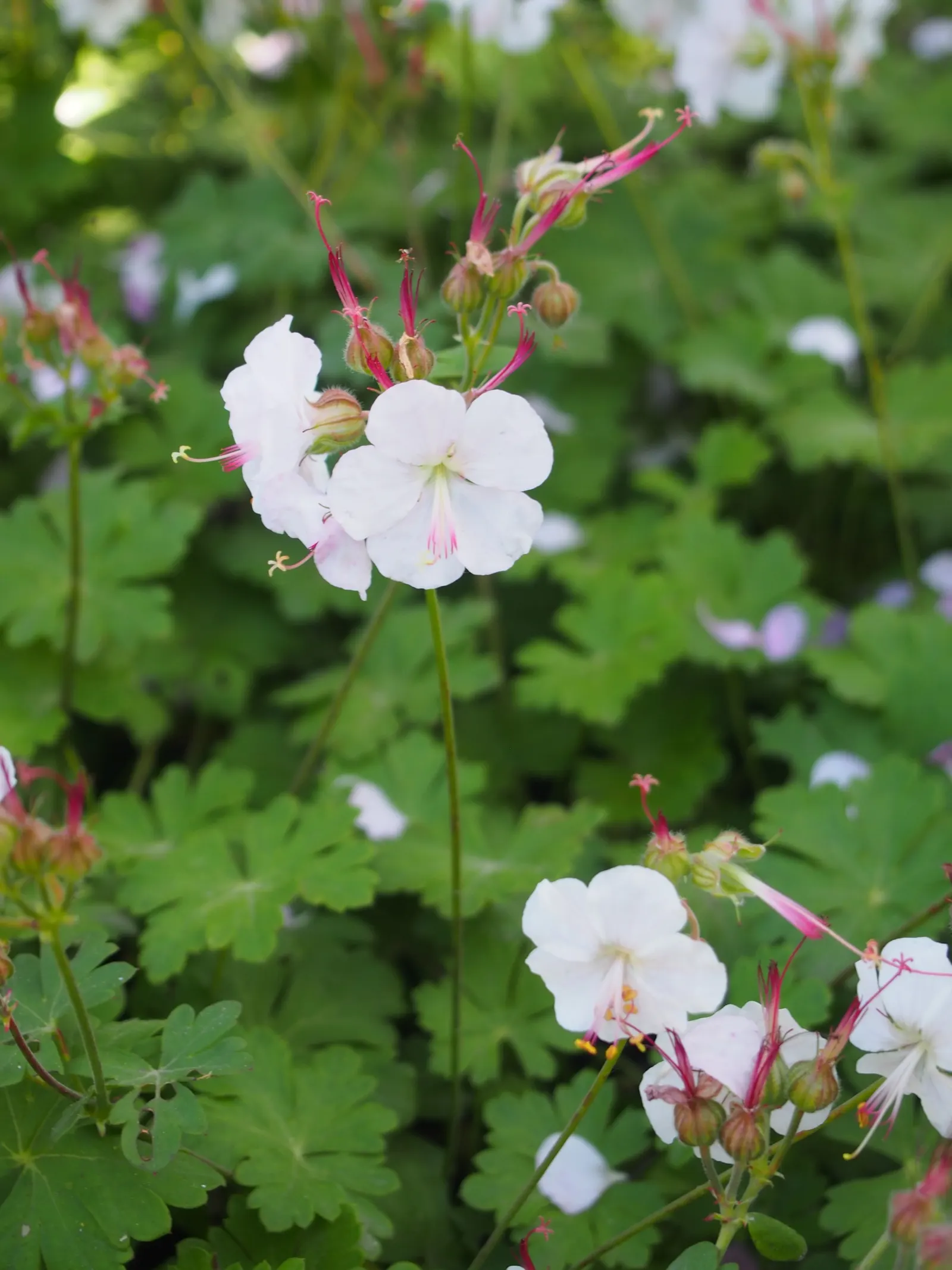 Biokovo Geranium (Geranium X Cantabrigiense 'Biokovo') — in regions with hot summers