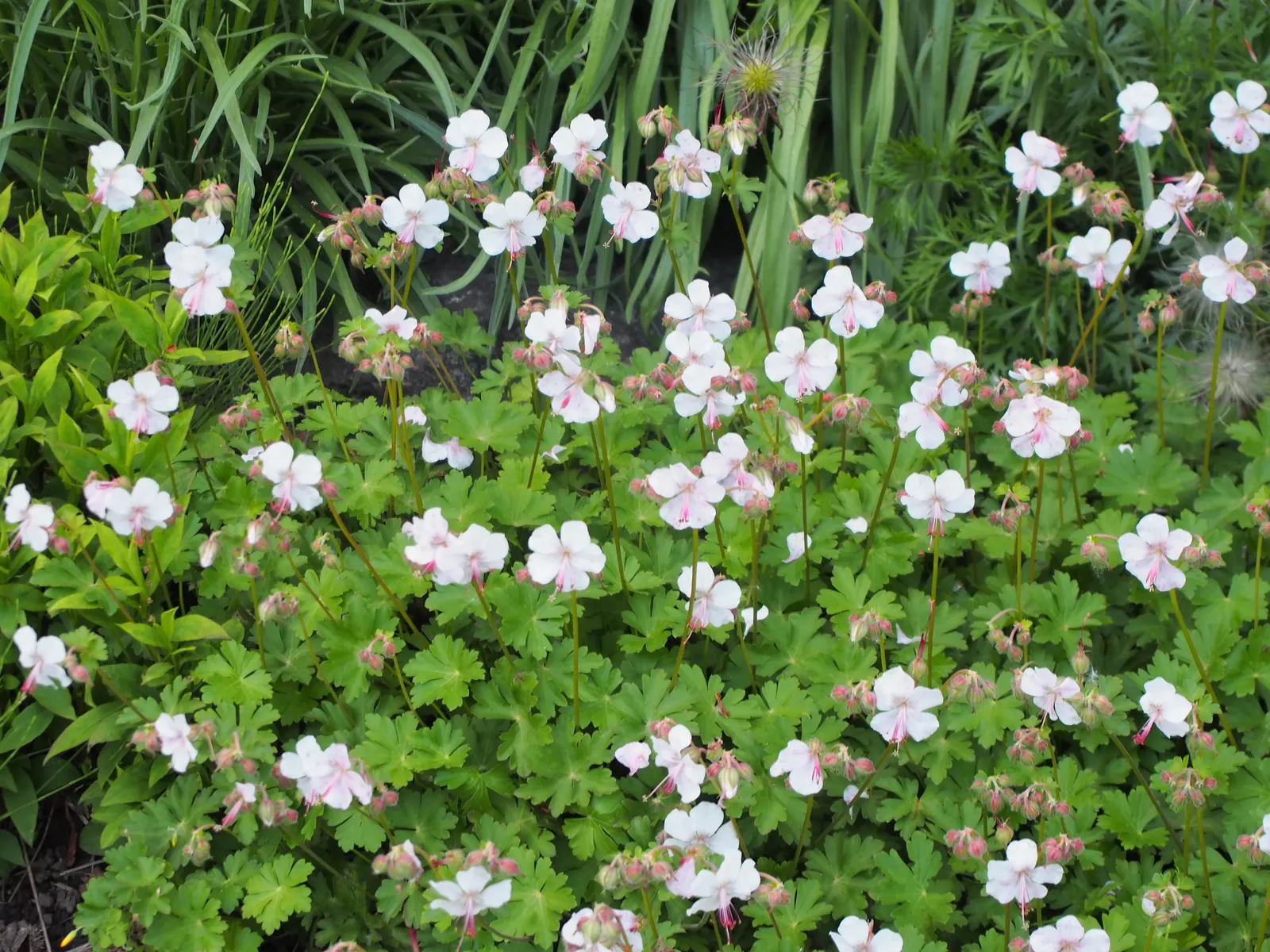 Biokovo Geranium (Geranium X Cantabrigiense 'Biokovo') — Ideal for rock gardens and borders; geranium x cantabrigiense 'Biokovo' can seamlessly integrate into