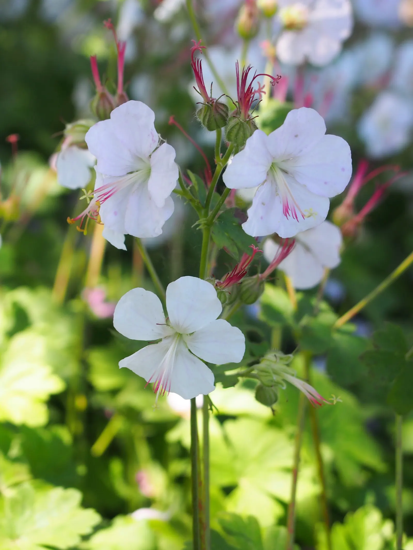 Biokovo Geranium (Geranium X Cantabrigiense 'Biokovo') — or as an underplanting for taller perennials or shrubs