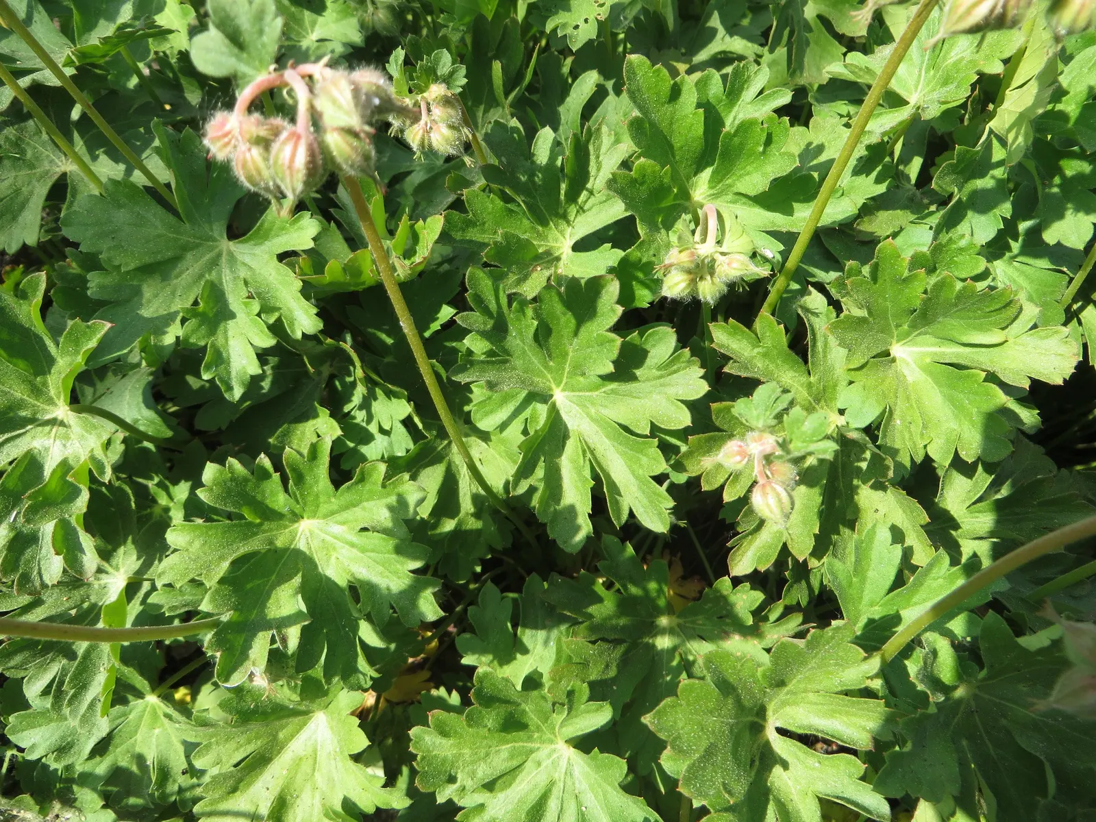Biokovo Geranium (Geranium X Cantabrigiense 'Biokovo') — This low-maintenance plant prefers full to part sun and well-draining soil