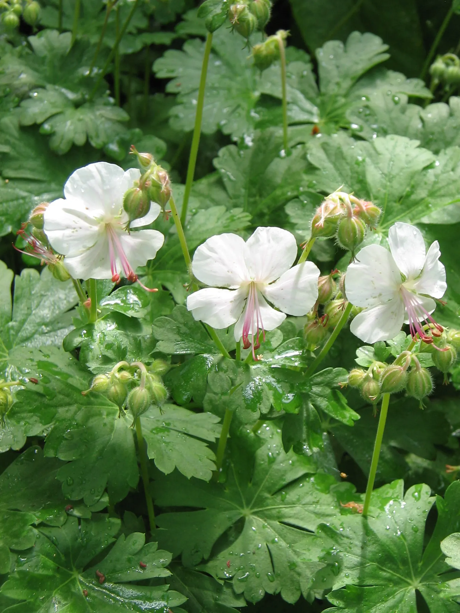 Biokovo Geranium (Geranium X Cantabrigiense 'Biokovo') — is a perennial groundcover featuring fragrant; this low-maintenance plant prefers full to part sun and