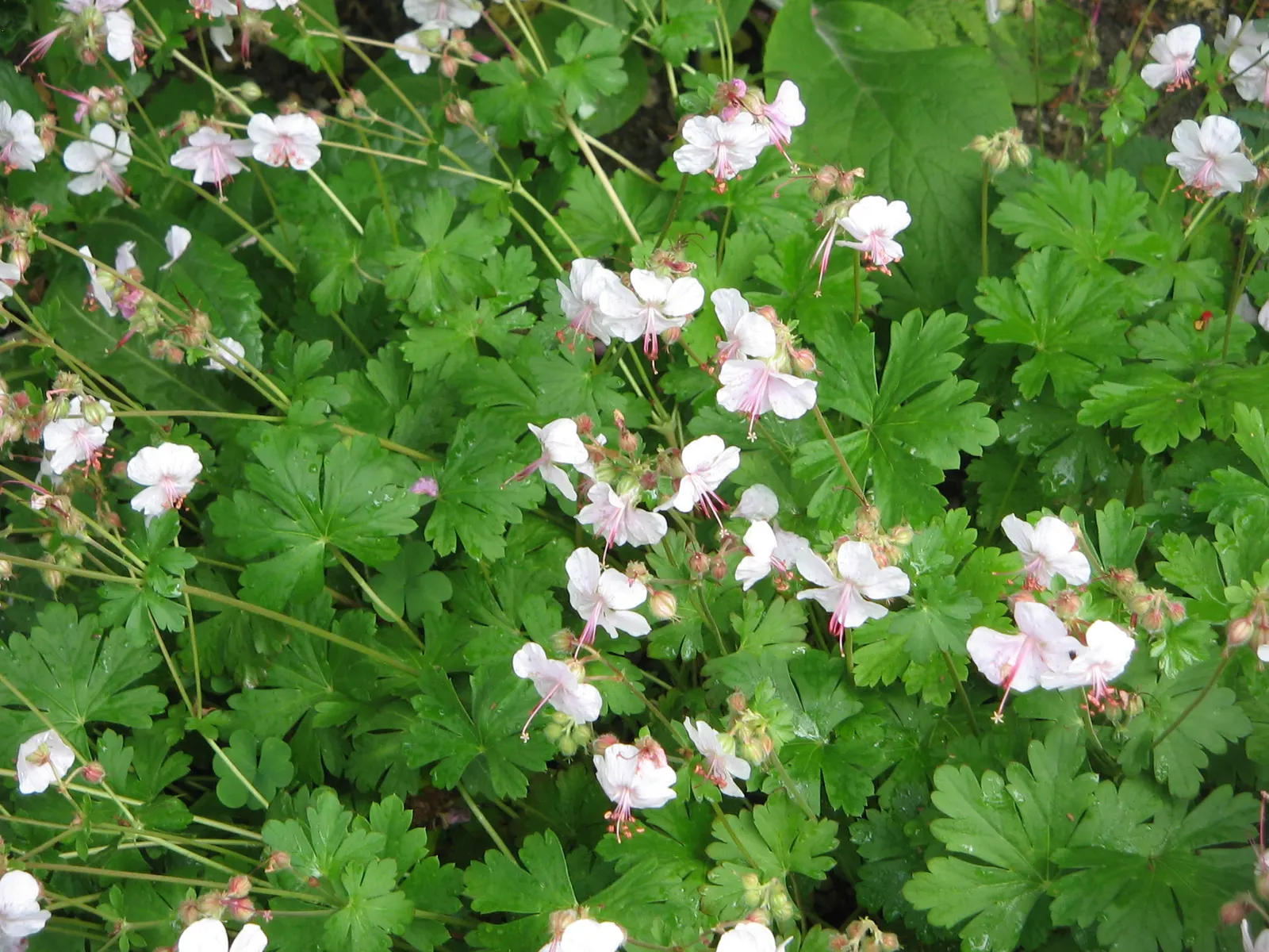 Biokovo Geranium (Geranium X Cantabrigiense 'Biokovo') — Originating from the Biokovo mountains in Croatia; this hybrid showcases a compact growth habit
