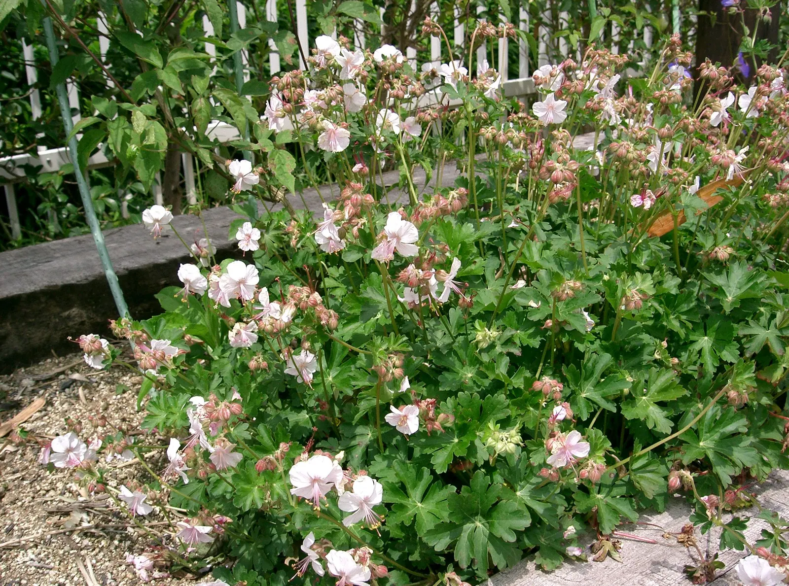 Biokovo Geranium (Geranium X Cantabrigiense 'Biokovo') — It thrives in USDA zones 5-8, reaching heights of 10-12 inches with a spread of 12-24 inches