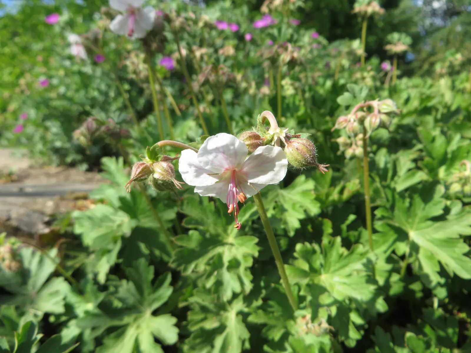 Biokovo Geranium (Geranium X Cantabrigiense 'Biokovo') — present in rich green tones that often transition to subtle hues of red and burnished, image 34