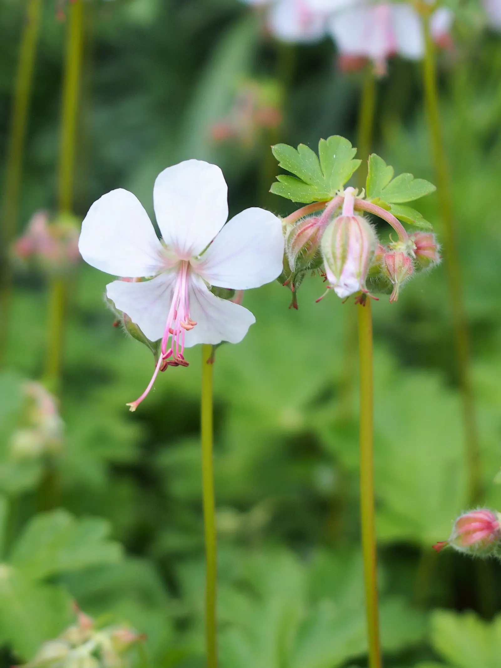 Biokovo Geranium (Geranium X Cantabrigiense 'Biokovo') — ground cover / perennial with pink blooms