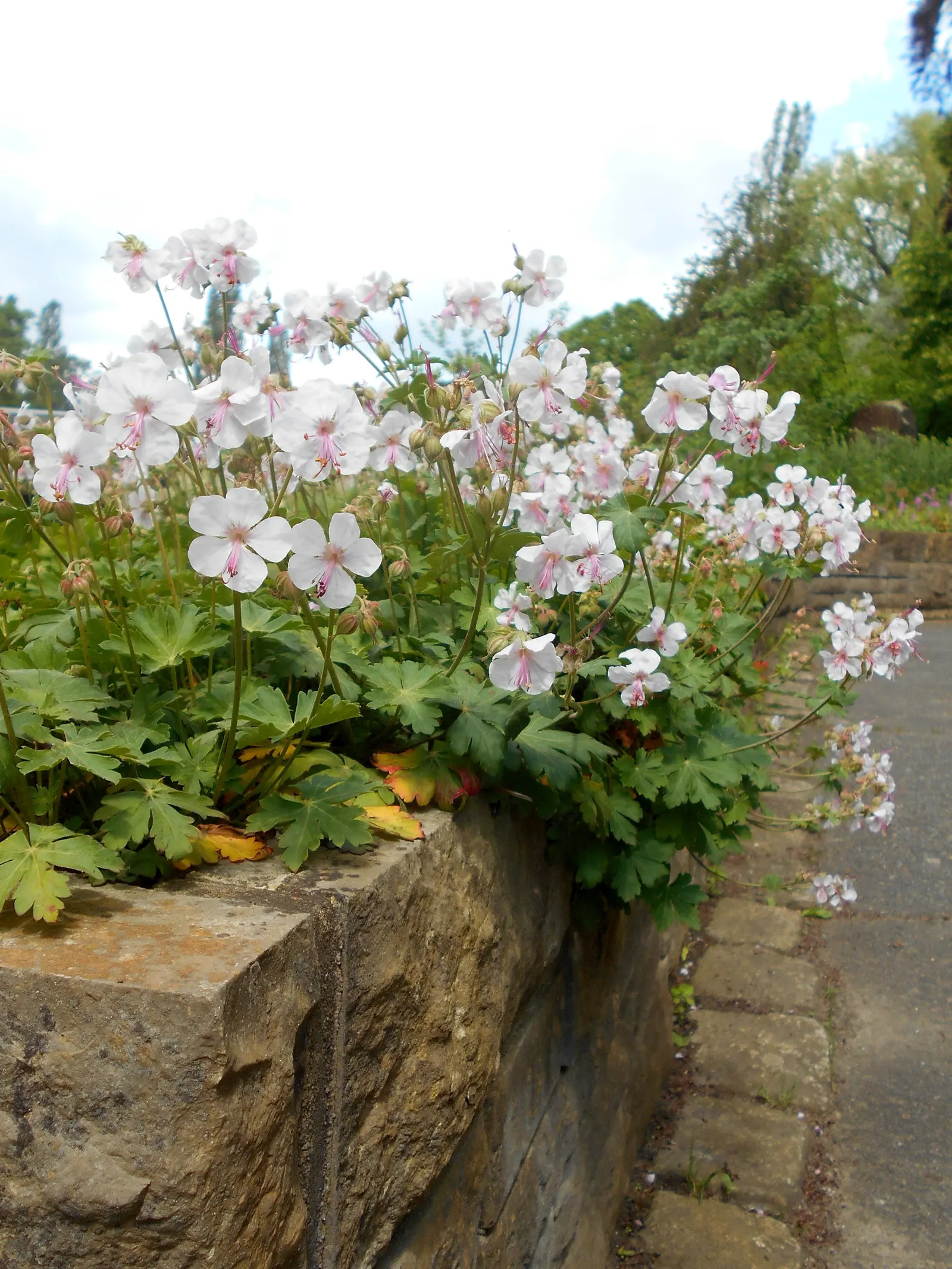 Biokovo Geranium (Geranium X Cantabrigiense 'Biokovo') — this hybrid showcases a compact growth habit