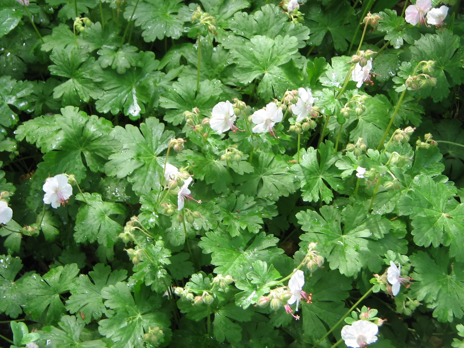Biokovo Geranium (Geranium X Cantabrigiense 'Biokovo') — offering excellent drought tolerance once established; pale pink flowers with prominent stamens that