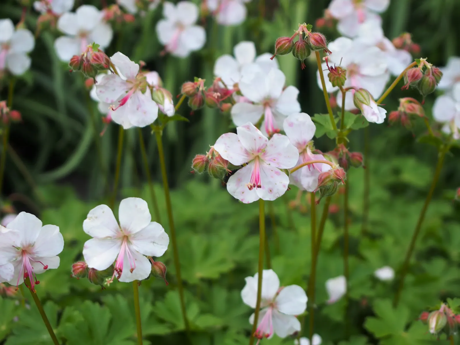 Biokovo Geranium (Geranium X Cantabrigiense 'Biokovo') — It thrives in USDA zones 5-8, reaching heights of 10-12 inches with a spread of 12-24 inches; or as an