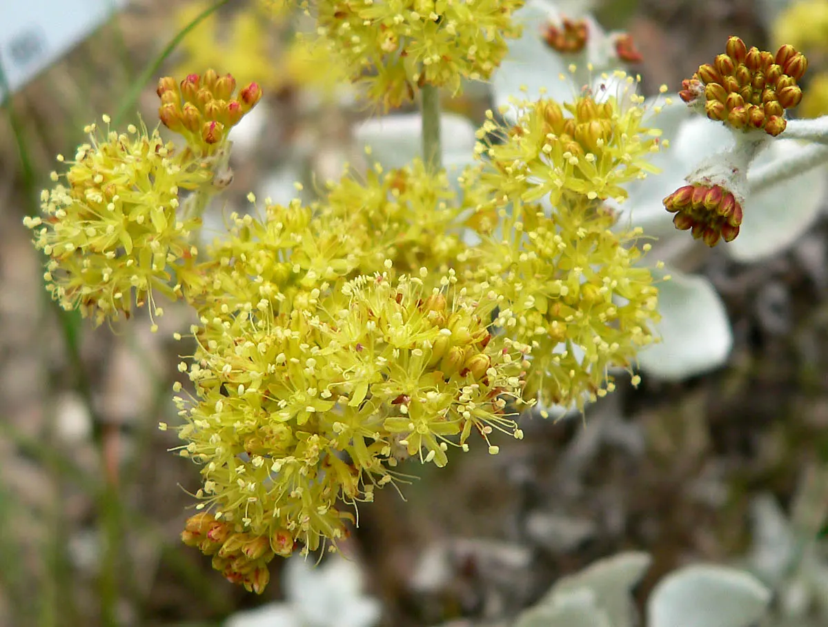 Saffron Buckwheat (Eriogonum crocatum) — commonly referred to as Saffron Buckwheat