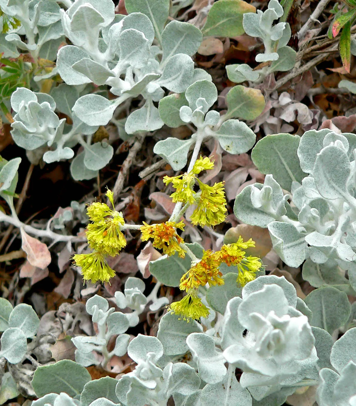 Saffron Buckwheat (Eriogonum crocatum) — This compact mound reaches 1-3 feet in height and spans 1-4 feet wide