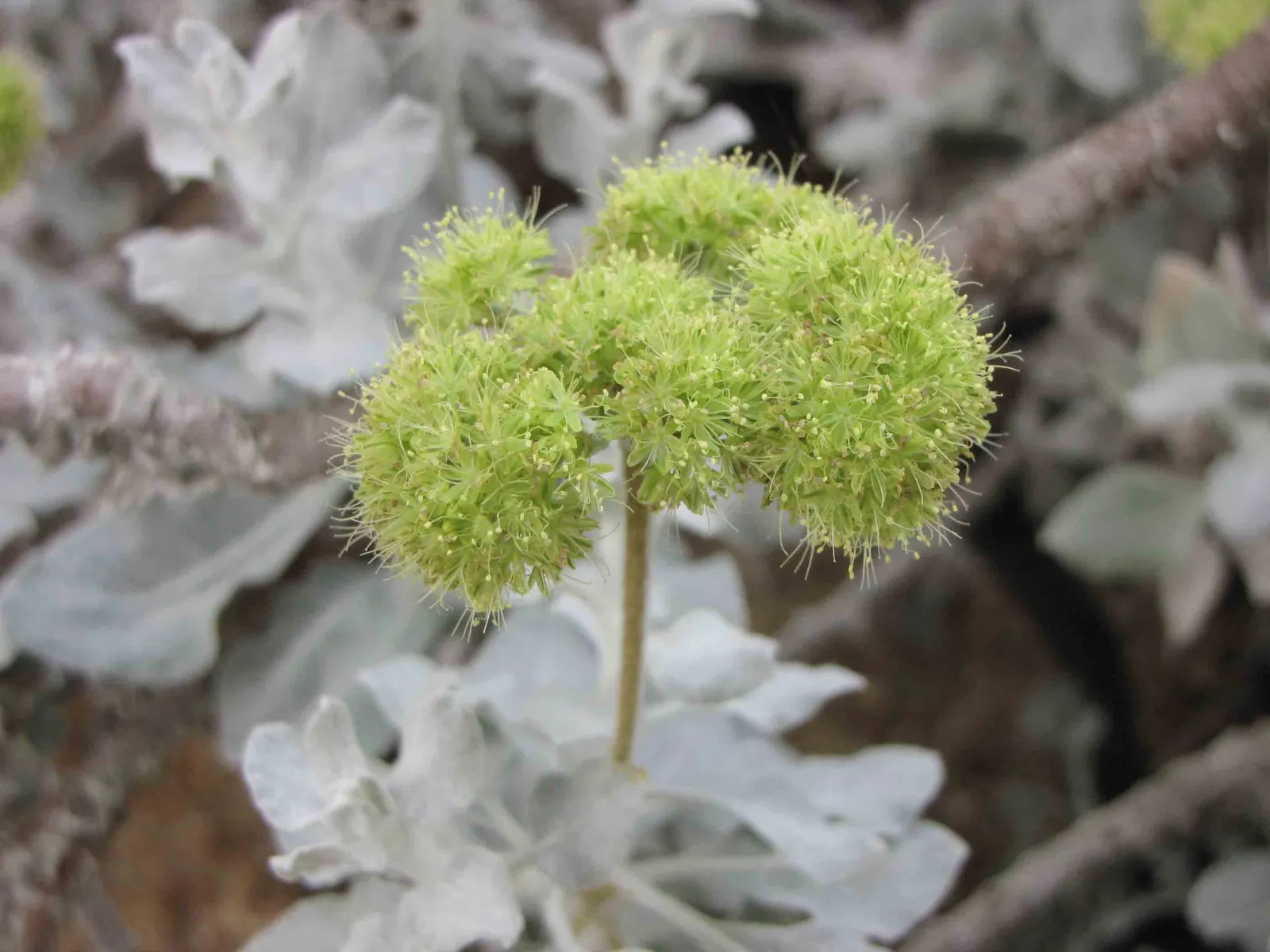 Saffron Buckwheat (Eriogonum crocatum) — Attracts pollinators while offering a splash of warmth to xeriscapes and native gardens