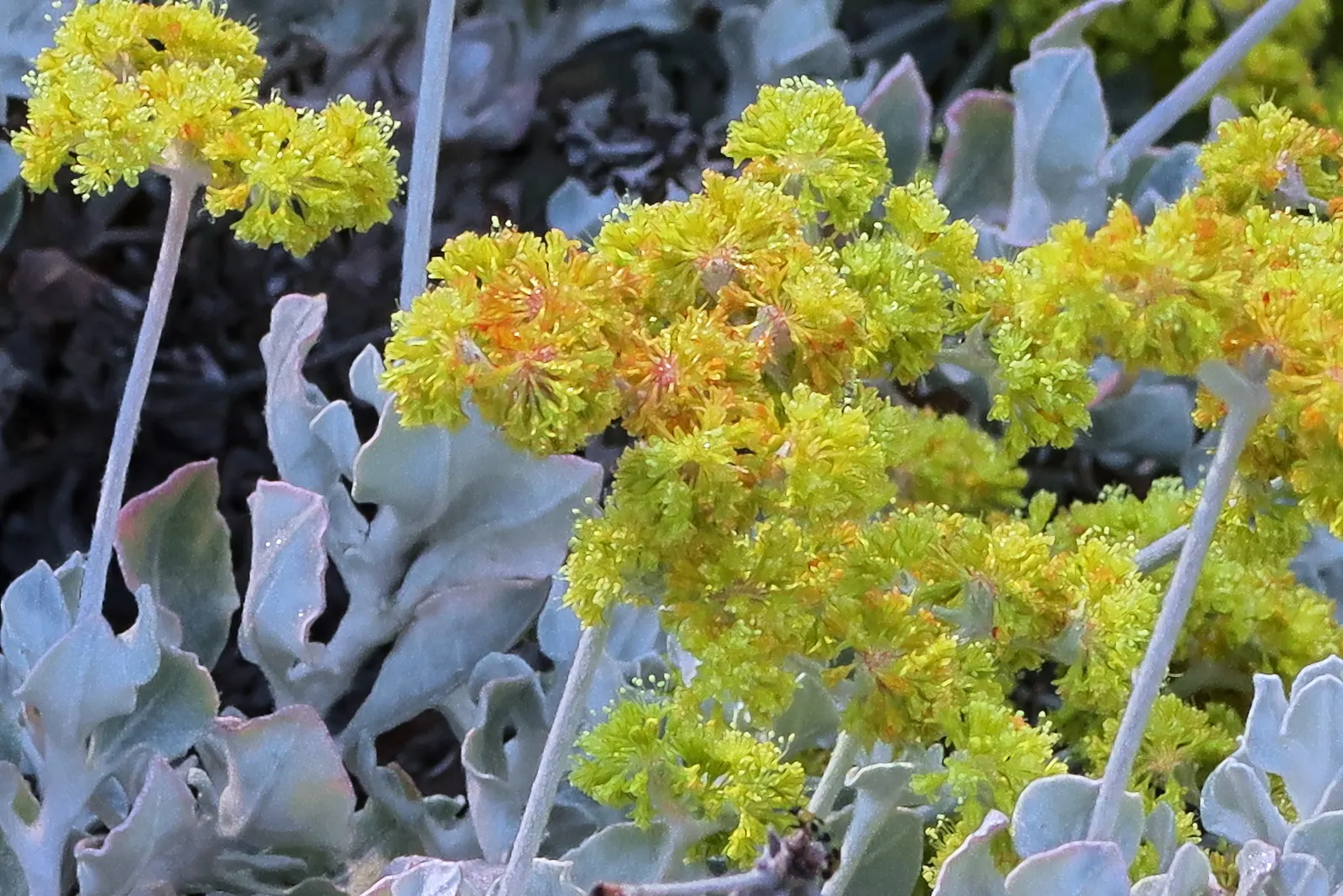 Saffron Buckwheat (Eriogonum crocatum) — Eriogonum crocatum, or Saffron Buckwheat, is a drought-tolerant perennial endemic to Southern California