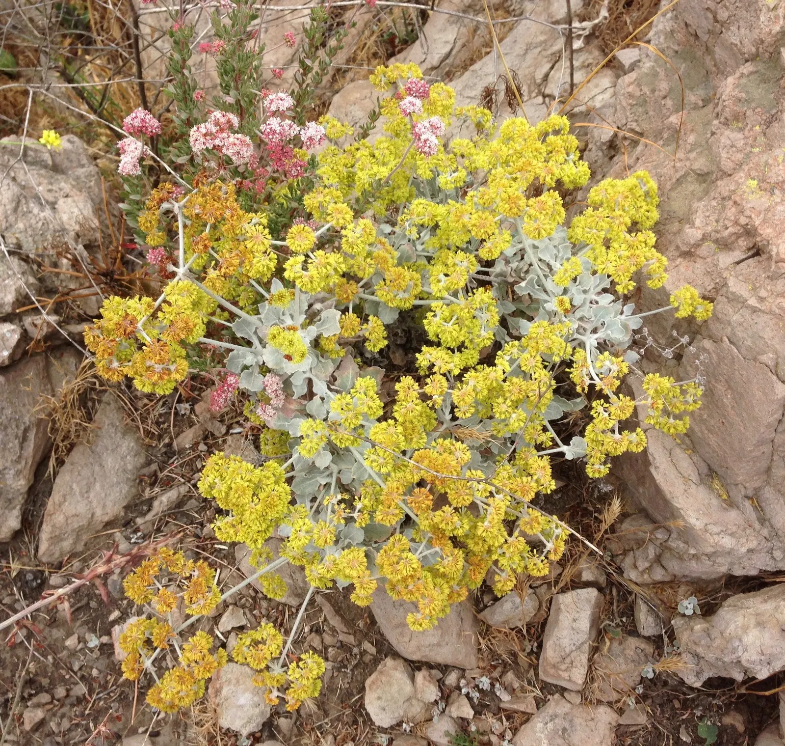 Saffron Buckwheat (Eriogonum crocatum) — making it a striking choice for any landscape design