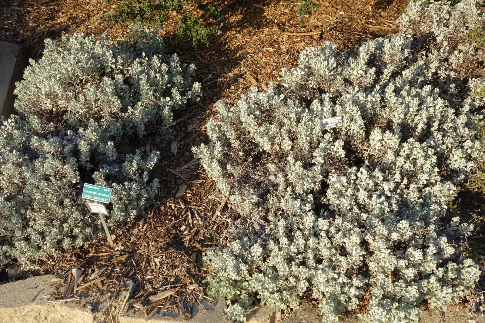 Saffron Buckwheat (Eriogonum crocatum) — is a perennial herb prized for its vibrant color and hardiness