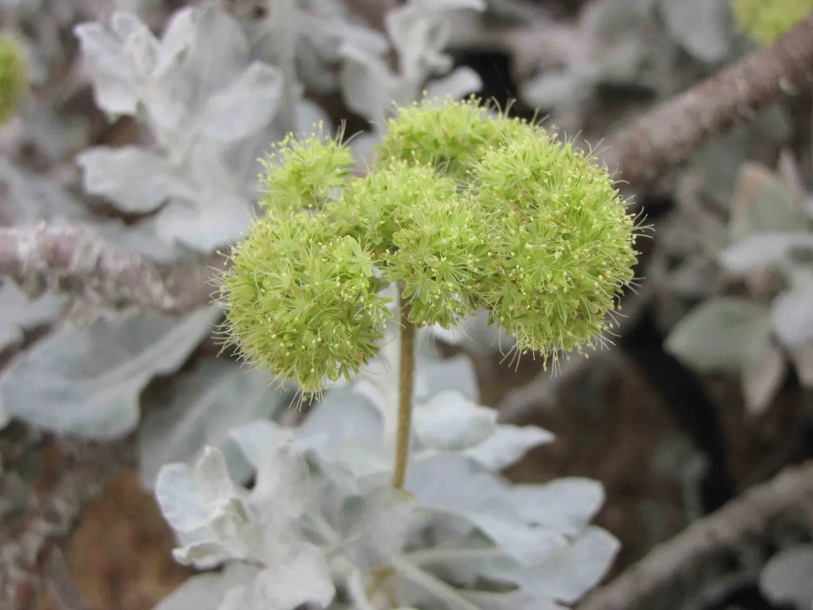 Saffron Buckwheat (Eriogonum crocatum) — ensuring your clients enjoy a beautiful garden with minimal effort