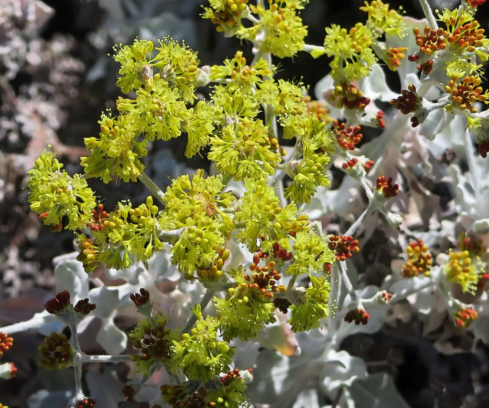 Saffron Buckwheat (Eriogonum crocatum) — Its ability to adapt to poor soils and resist pests makes it a low-maintenance option