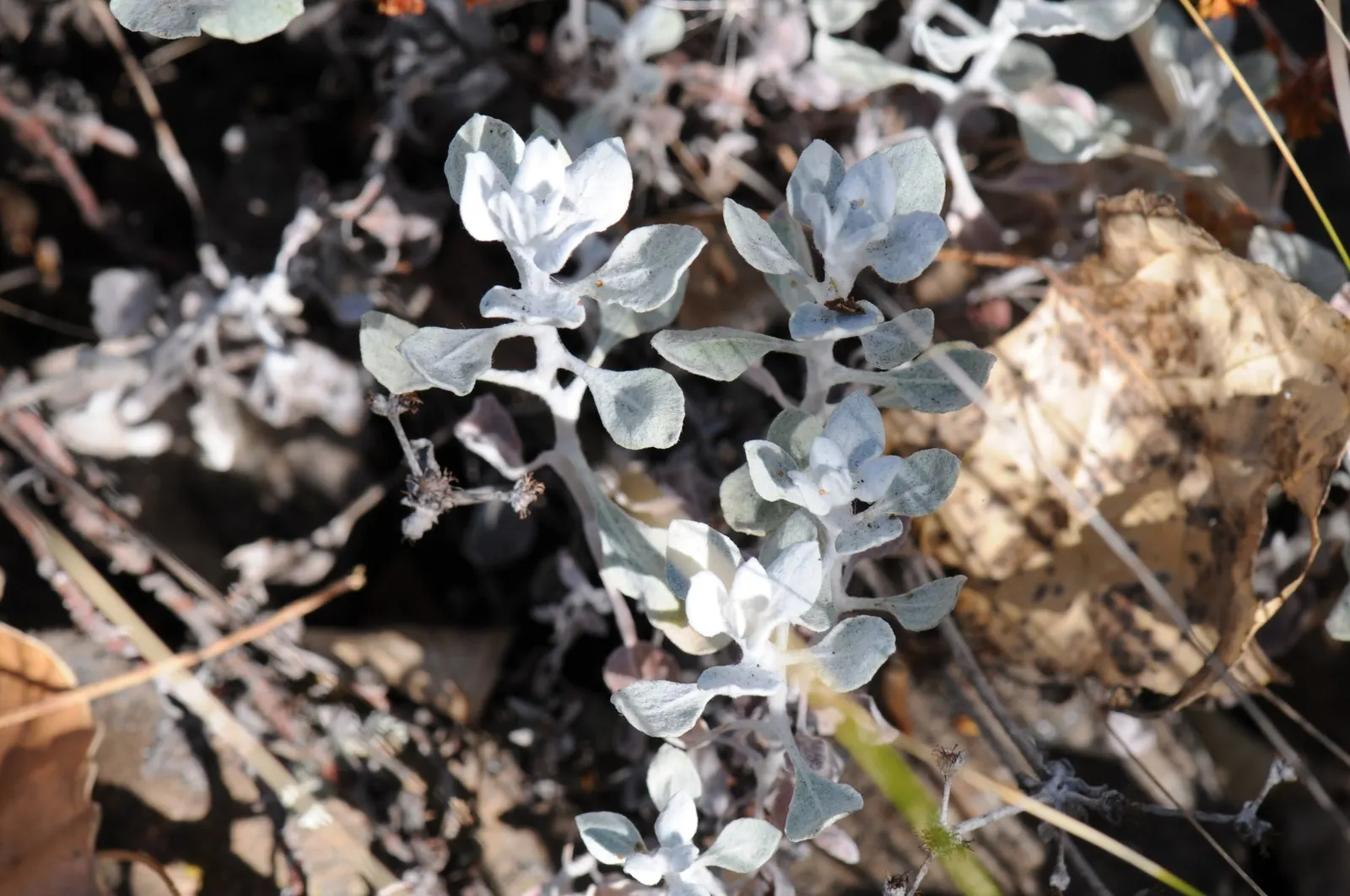 Saffron Buckwheat (Eriogonum crocatum) — offering a pleasing contrast against the bright