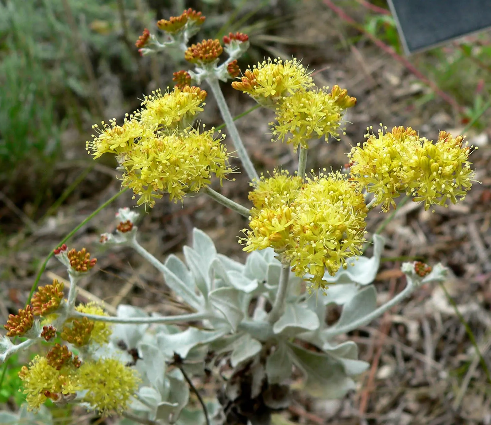 Saffron Buckwheat (Eriogonum crocatum) — ground cover / shrub with yellow blooms